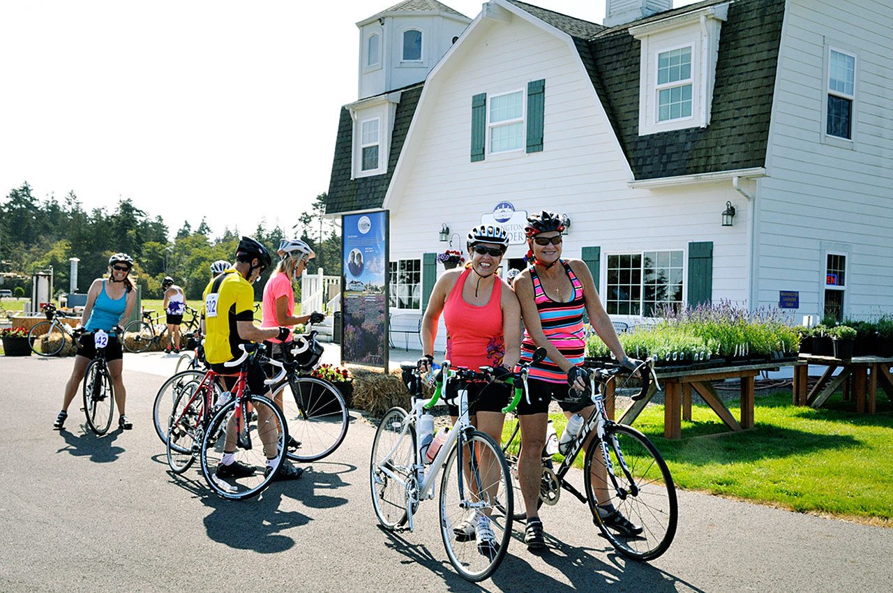 Organizers of Tour de Lavender anticipate as many as 300 cyclists this Saturday. This year, the event includes eight farms on the ride, including Washington Lavender Farm, as seen here in 2014. (Ron Decker)
