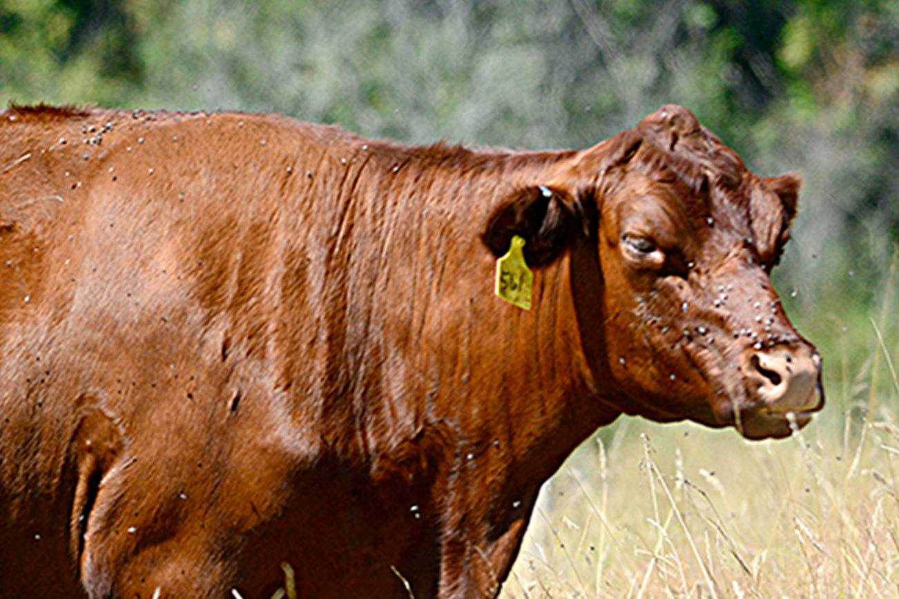 Rare red poll cattle now living on Marrowstone Island; animals to be featured on Jefferson County Farm Tour