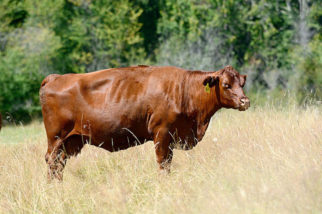 Rare red poll cattle now living on Marrowstone Island; animals to be