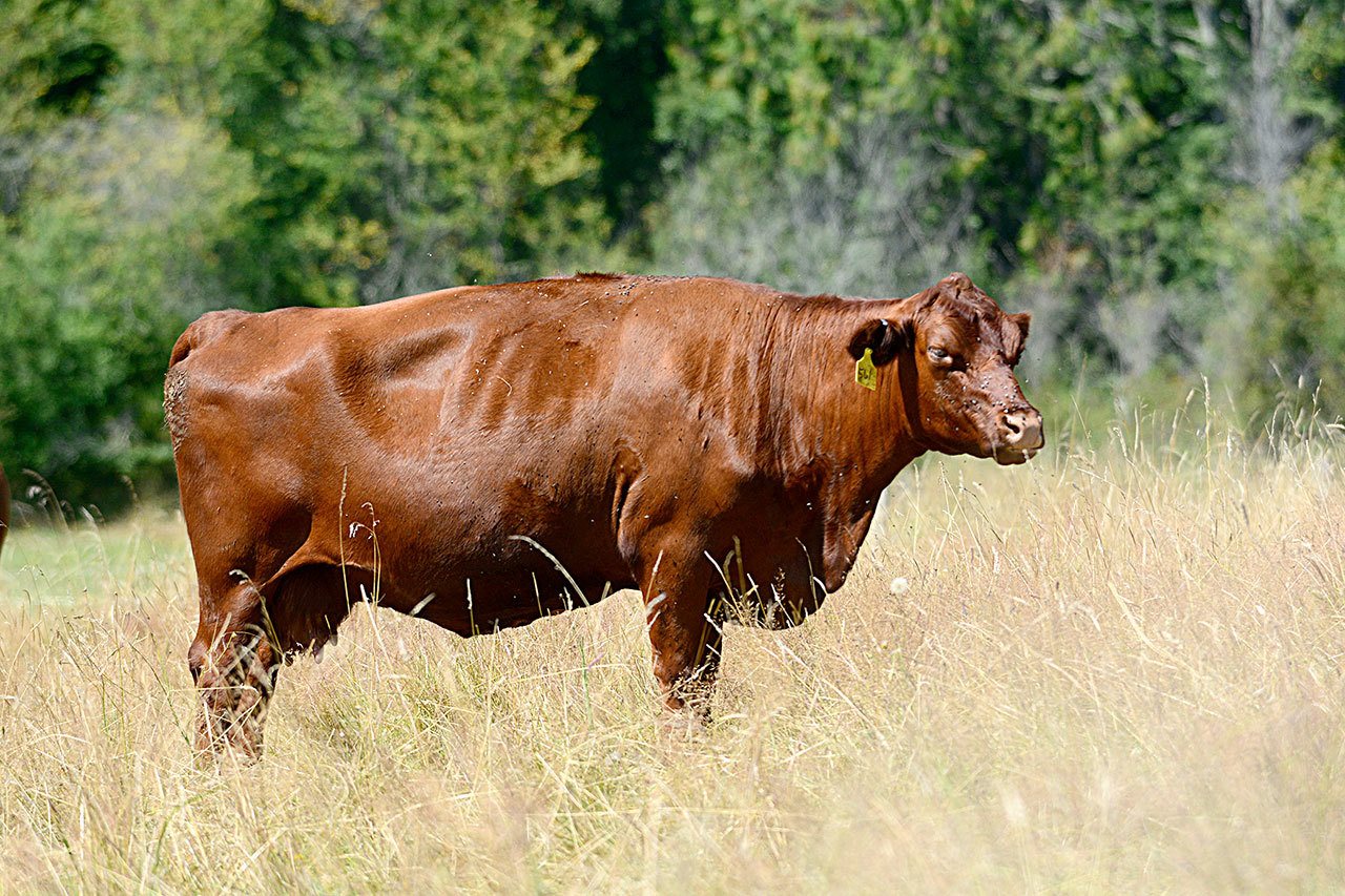 Red Poll cattle at Twin Vista Ranch will be featured on this year’s Jefferson County Farm Tour in September. Sixteen of the endangered cattle were donated to the ranch this spring. (Jesse Major/Peninusla Daily News)