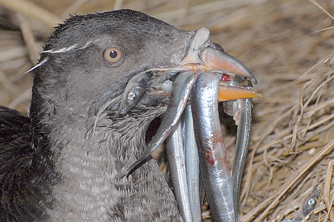 Scientists consider starvation or illness in eastern Strait of Juan de Fuca bird die-off