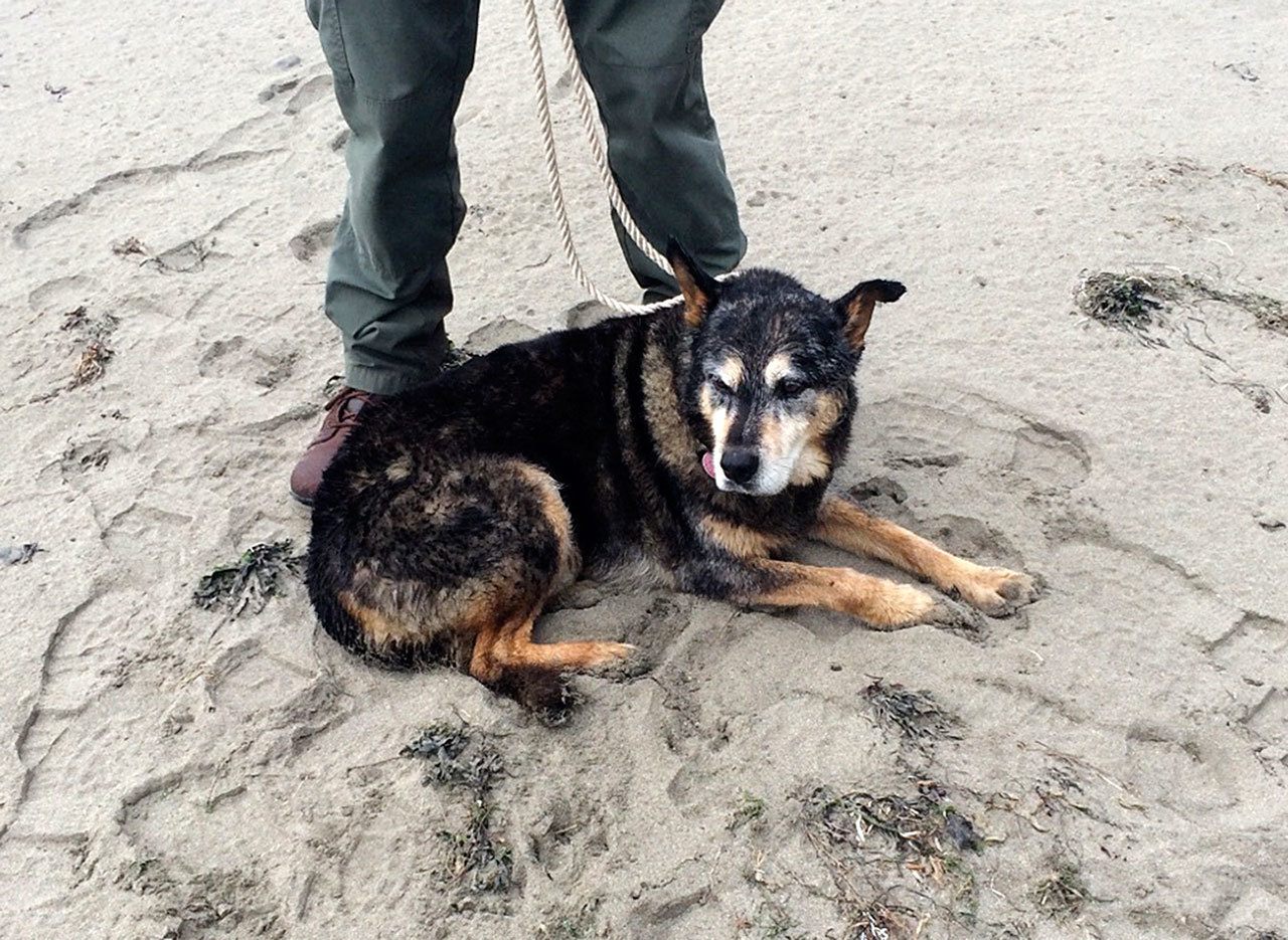 The dog of the deceased mariner lays on the beach after swimming to shore when his owner’s vessel capsized 500 yards off Hand Rock in La Push on Wednesday. The body of the deceased 74-year-old mariner, Clifford Dopps, washed ashore about two miles south of Clallam Bay, Thursday, along with the vessel.                                (Photo courtesy of Washington Park Service)