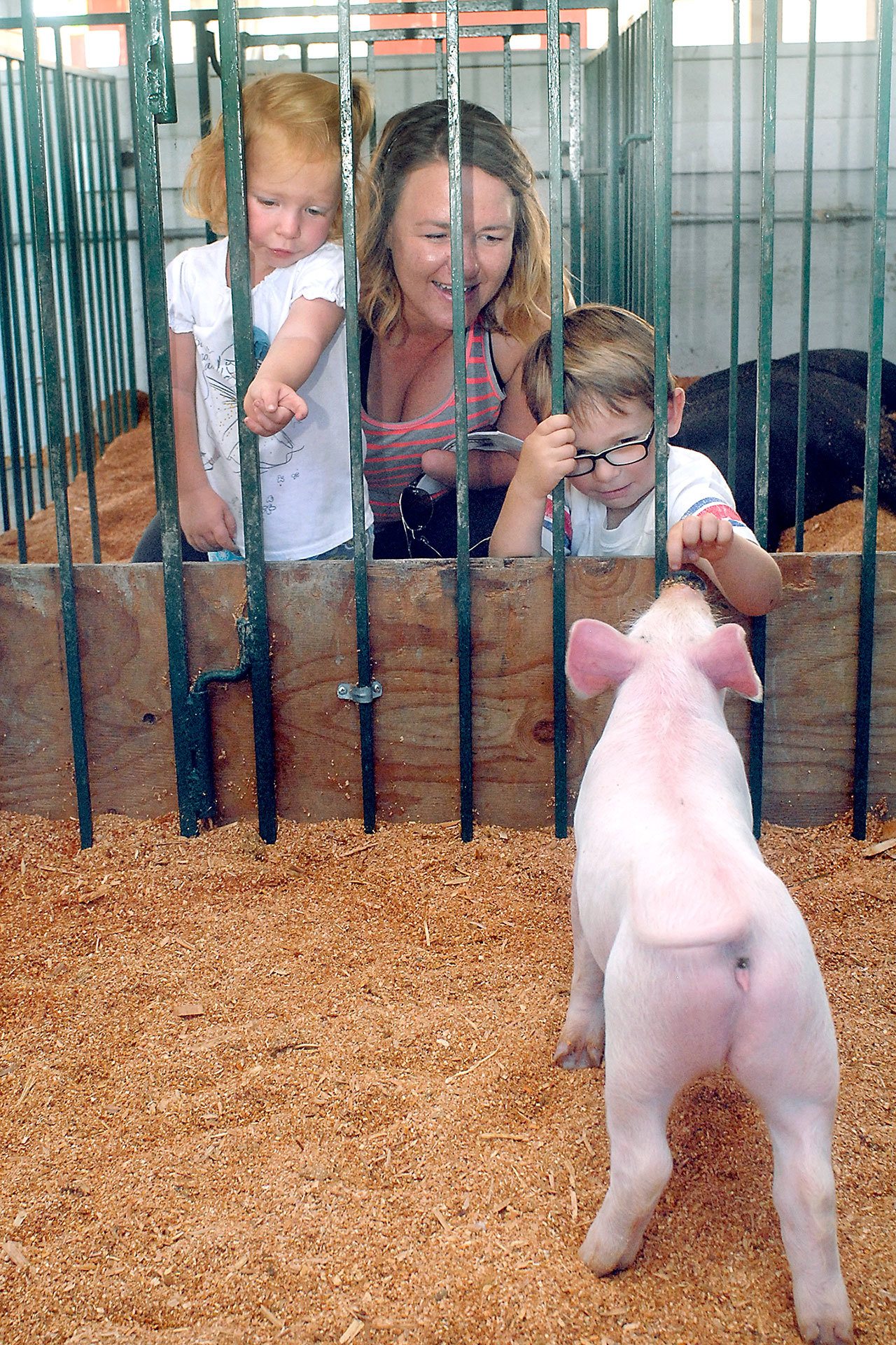 During the Clallam County Fair in Port Angeles on Friday, Meg Walton of Port Angeles and her children, Taylor, 2, and Miles, 4, look at a piglet born July 14 in the swine barn. (Keith Thorpe/Peninsula Daily News)
