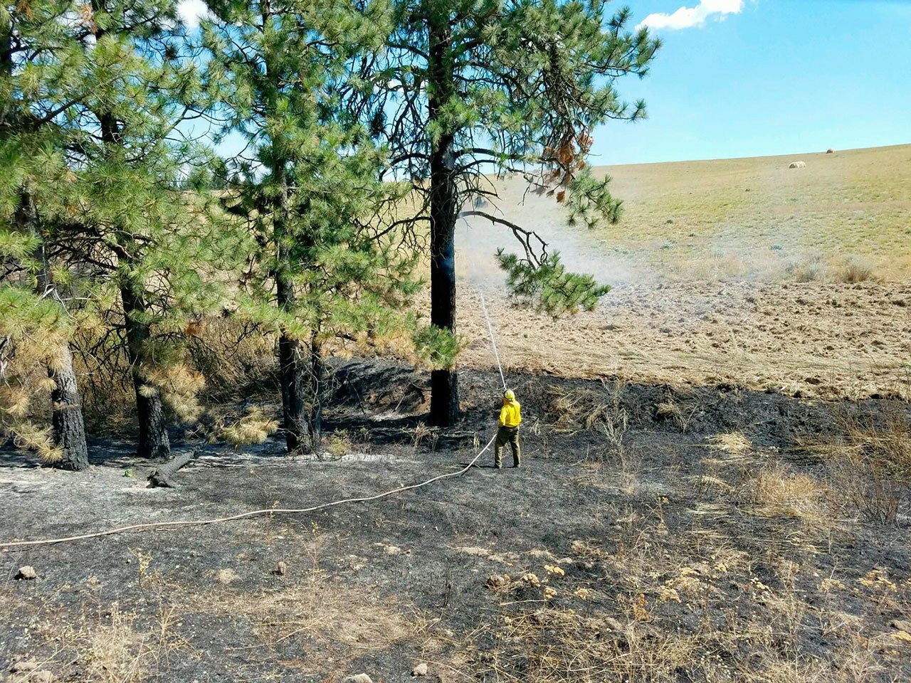 Clallam County Fire District No. 2 Firefighter Rick Leffler extinguishes a hot spot in a tree on the Yale Fire. (Steve Bentley/Clallam County Fire District No. 2)