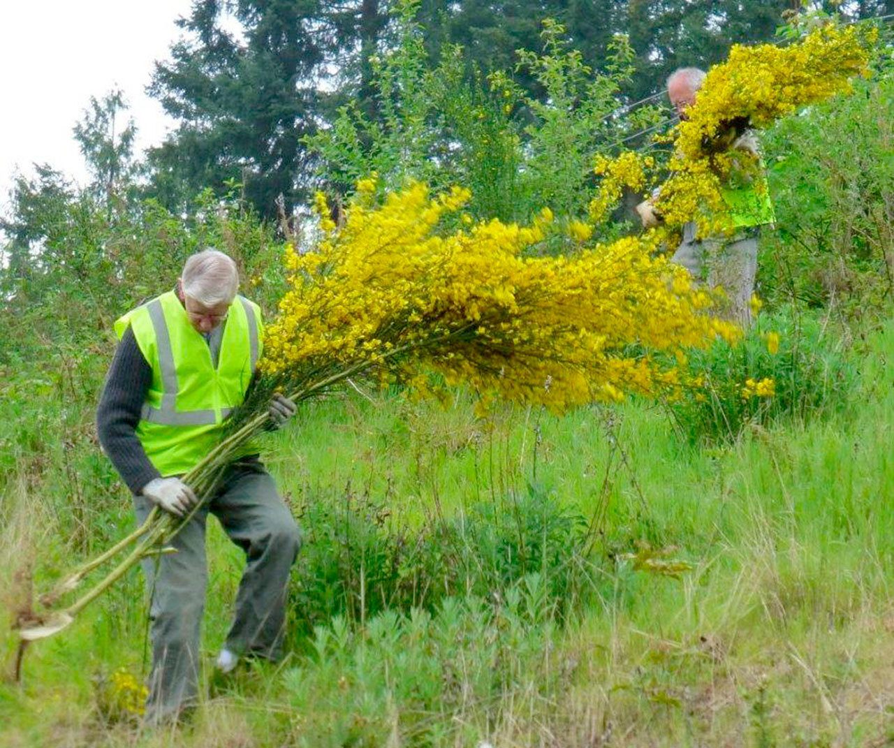 Gretha Davis won first place in the Clallam County Noxious Weed Control Board photography contest with a photograph showing scotch broom being removed. (Clallam County Noxious Weed Control Board)