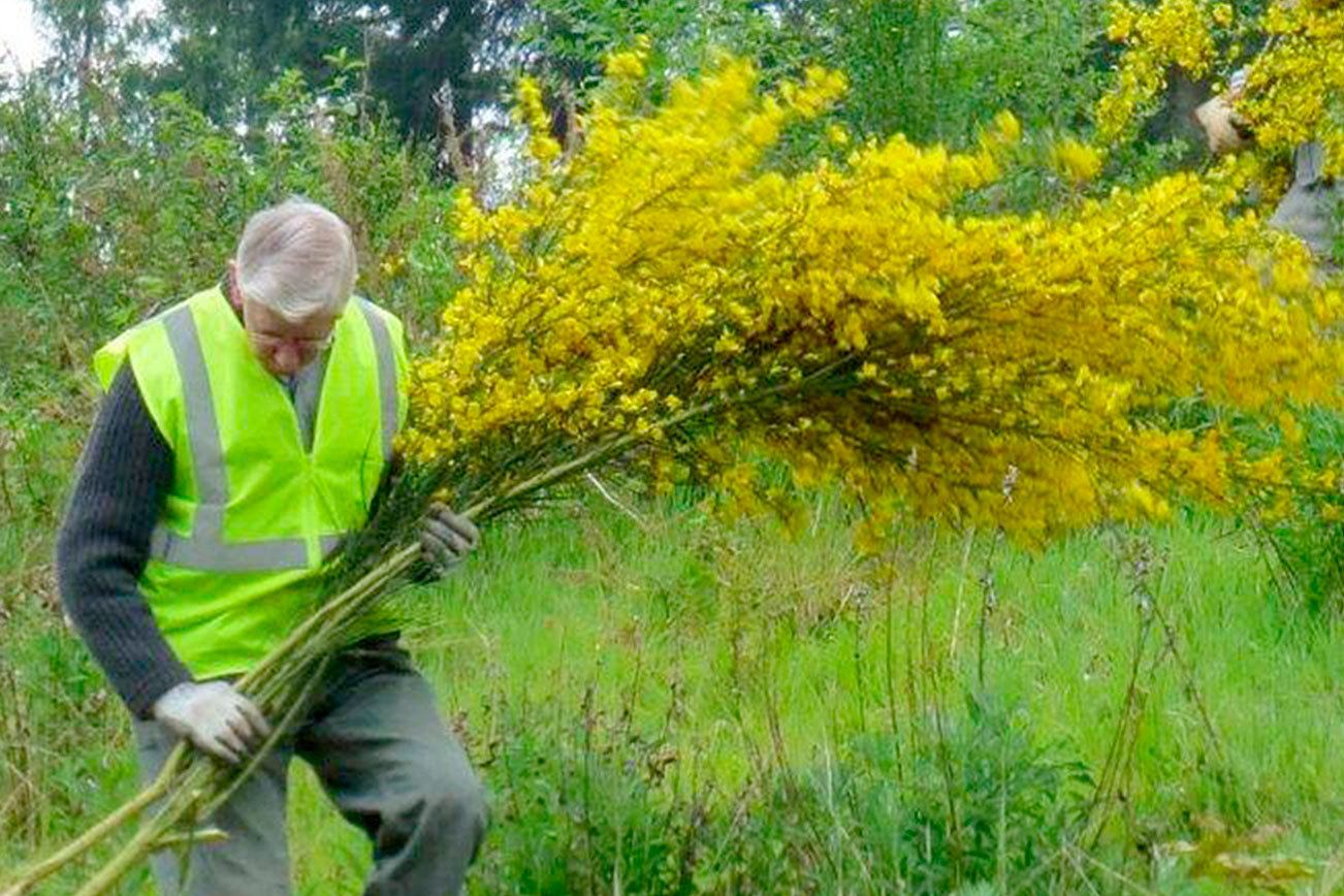 A terrible beauty: Photos of invasive scotch broom win awards