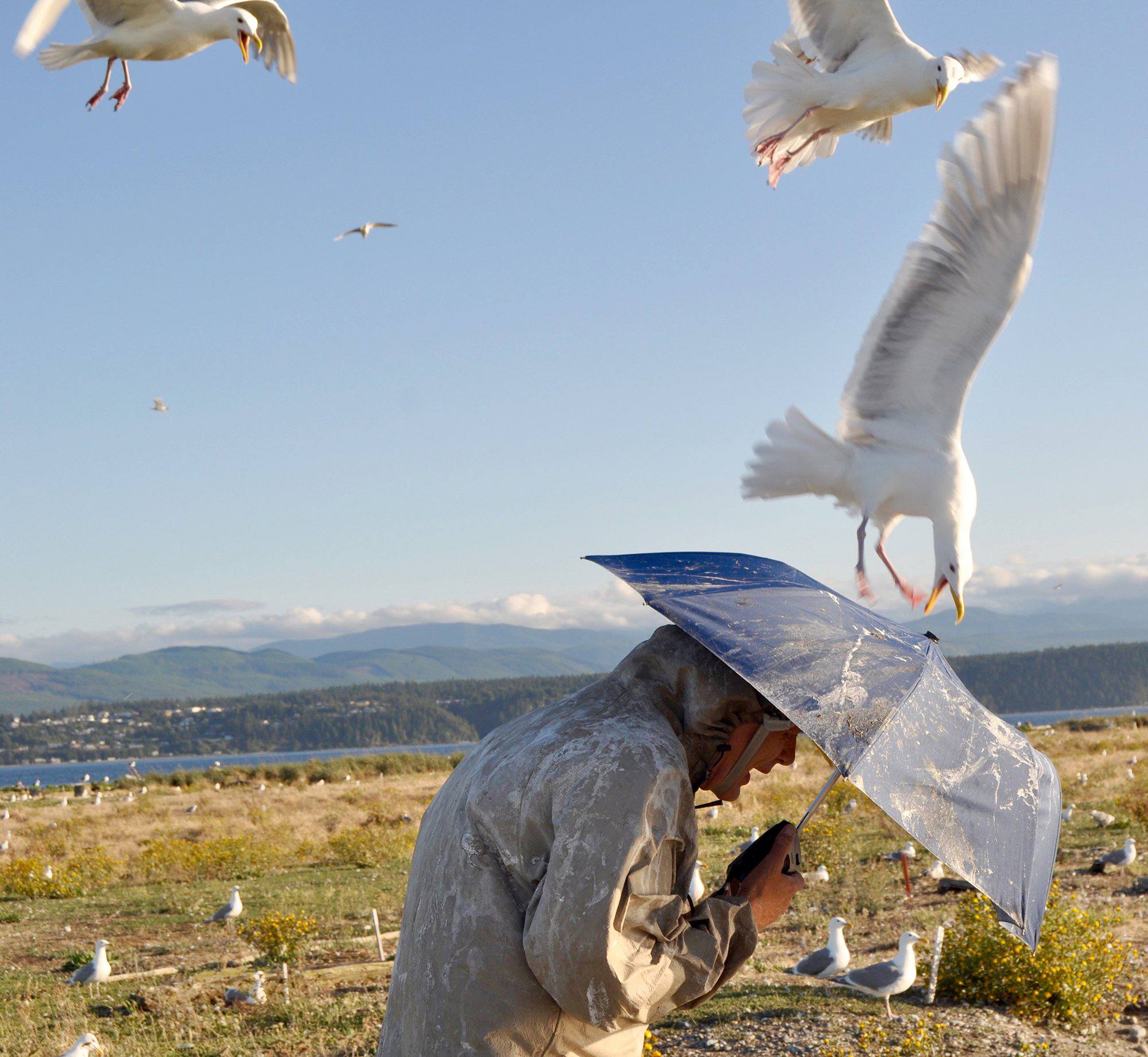 Tristan Baurick/Kitsap Sun via AP                                In this photo taken on July 13, 2016, biologist Jim Hayward shields himself with an umbrella while visiting a large gull nesting colony on Protection Island, a wildlife refuge in the Strait of Juan de Fuca, near Port Townsend.