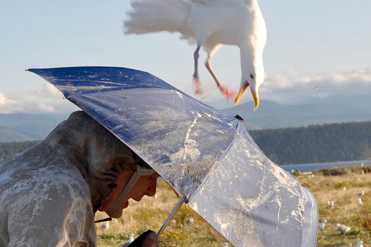 Climate change may be causing some Protection Island gulls to turn to cannibalism