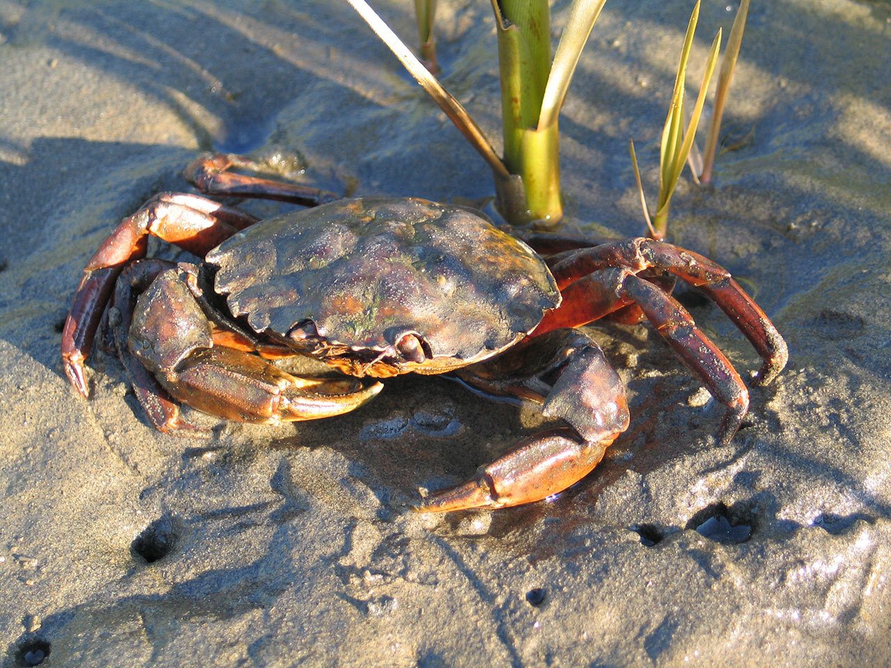 Scientists are asking the public to watch out for European green crabs in the Strait of Juan de Fuca and in Puget Sound. The Washington Sea Grant crab team has been monitoring for the invasive crab and hasn’t found any. (Washington Sea Grant)