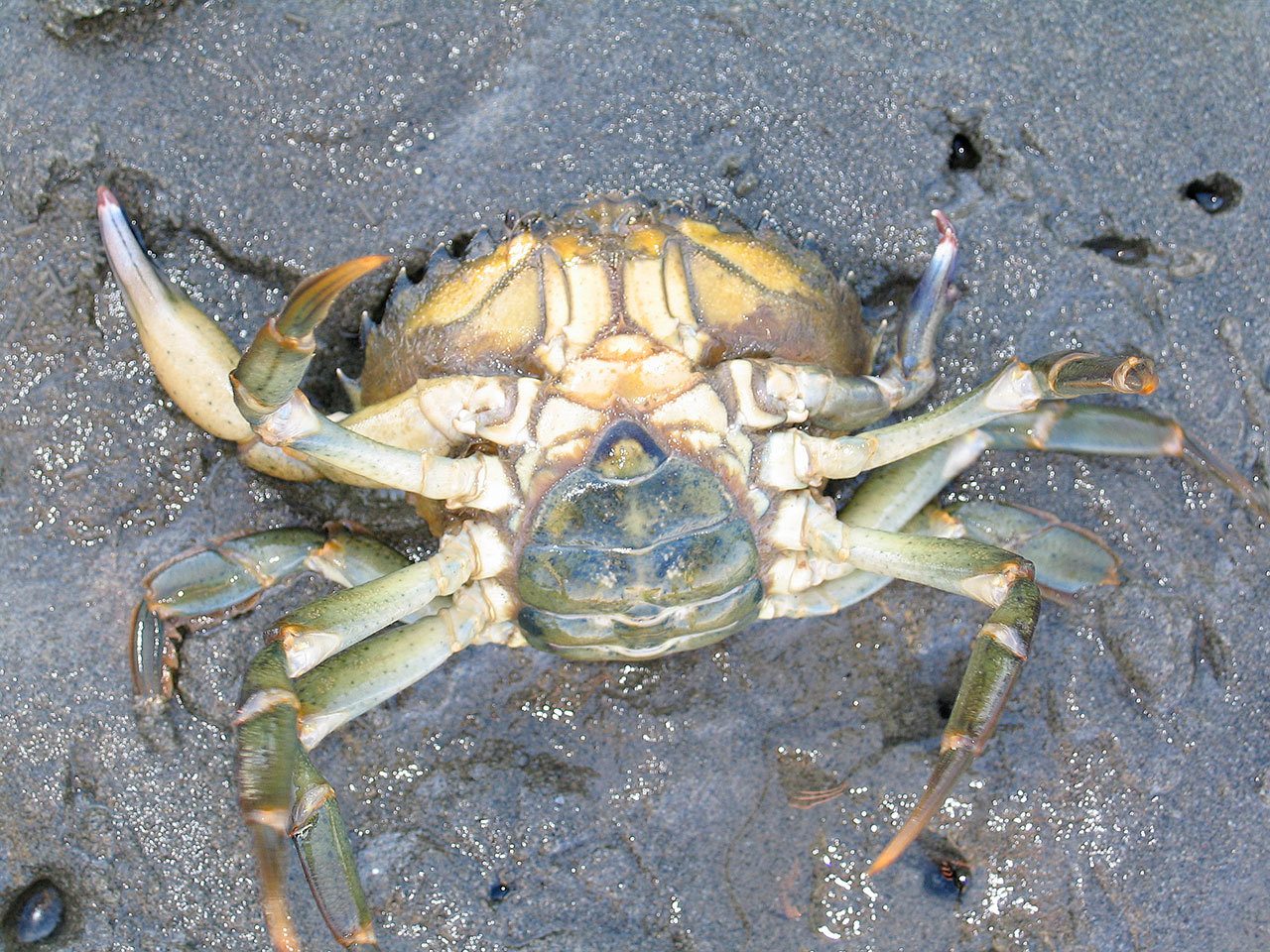 Scientists are asking the public to watch out for European green crabs in the Strait of Juan de Fuca and in Puget Sound. The Washington Sea Grant crab team has been monitoring for the invasive crab and hasn’t found any. (Washington Sea Grant)
