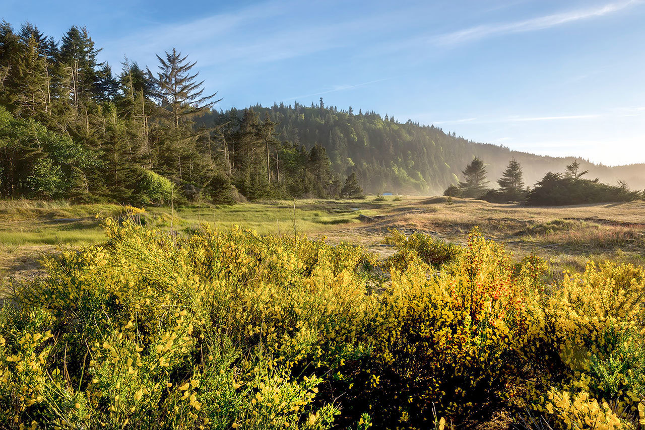 Mosley also won an honorable mention for a panoramic scene of forest and meadow dwarfed by a scotch broom. (Clallam County Noxious Weed Control Board)