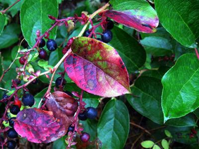 Salal foliage with berries. (U.S. Forest Service)