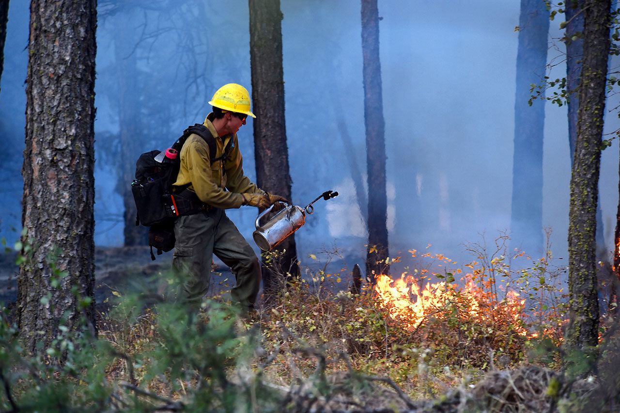 In the aftermath of a fire started by a downed power line that spread about six miles northeast of Spangle, firefighters sent a back up burn to get rid of fuels on the ground on Sunday. (Jesse Tinsley/The Spokesman-Review, via AP)