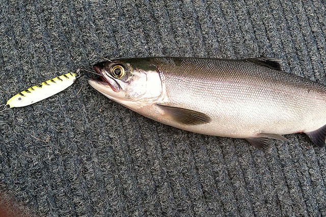 Pete Rosko Port Angeles angler Pete Rosko caught this kokanee on Lake Sutherland on Tuesday using a 1/2-ounce glow chartreuse Sonic Baitfish lure.