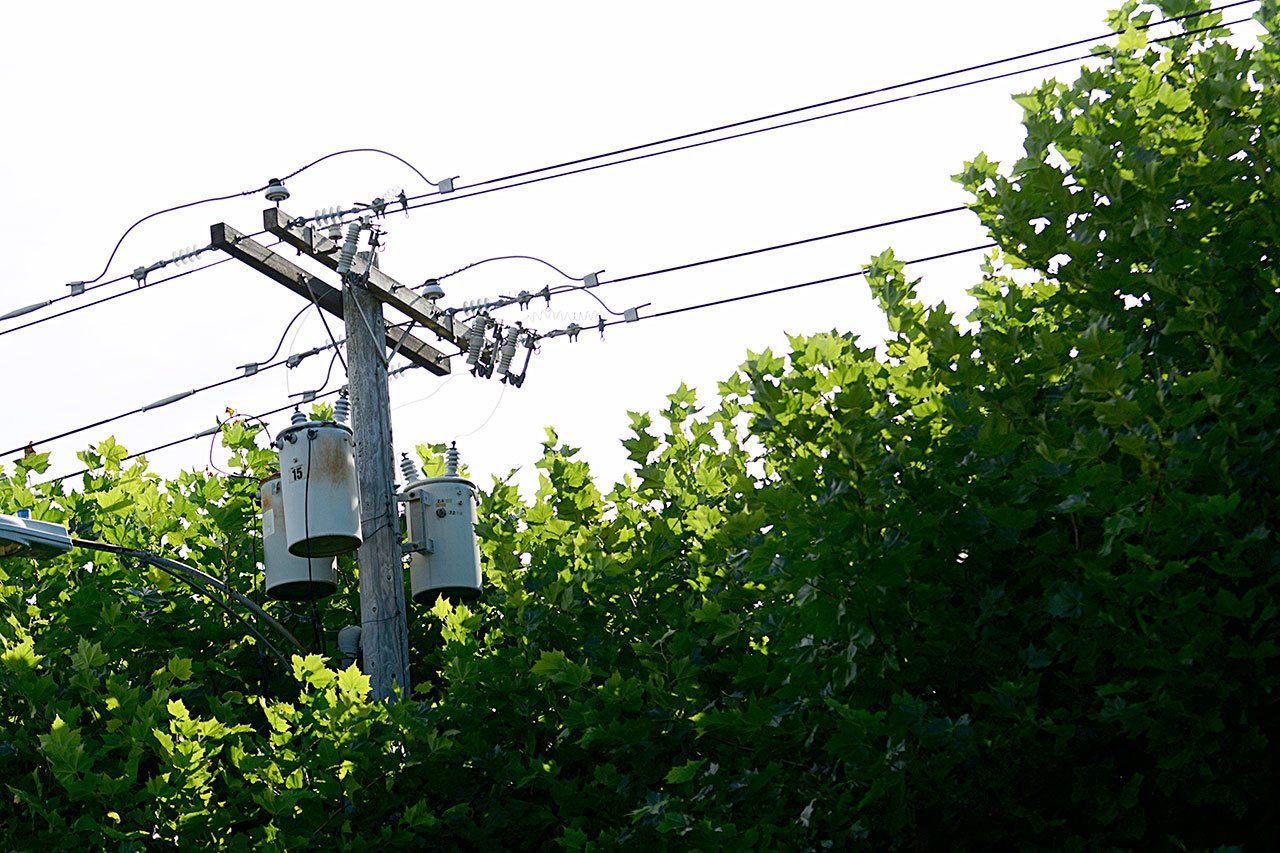 Electric lines protrude from the tops of sycamore trees on Peabody Street in Port Angeles. The city plans to cut the trees next week. (Jesse Major/Peninsula Daily News)