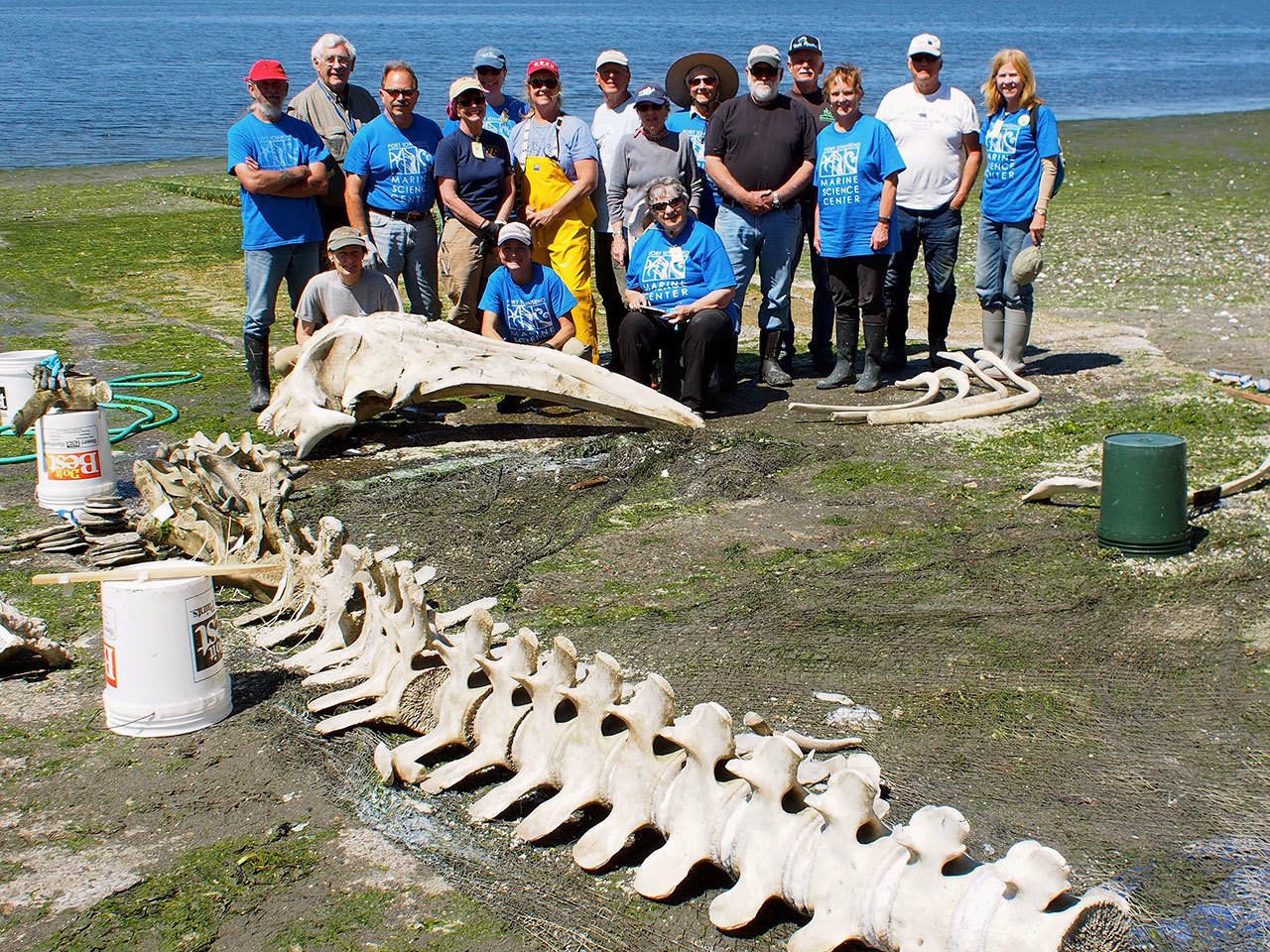 The bones of a deceased gray whale will be used for educational purposes at the Port Townsend Marine Science Center. (Wendy Feltham/Port Townsend Marine Science Center)