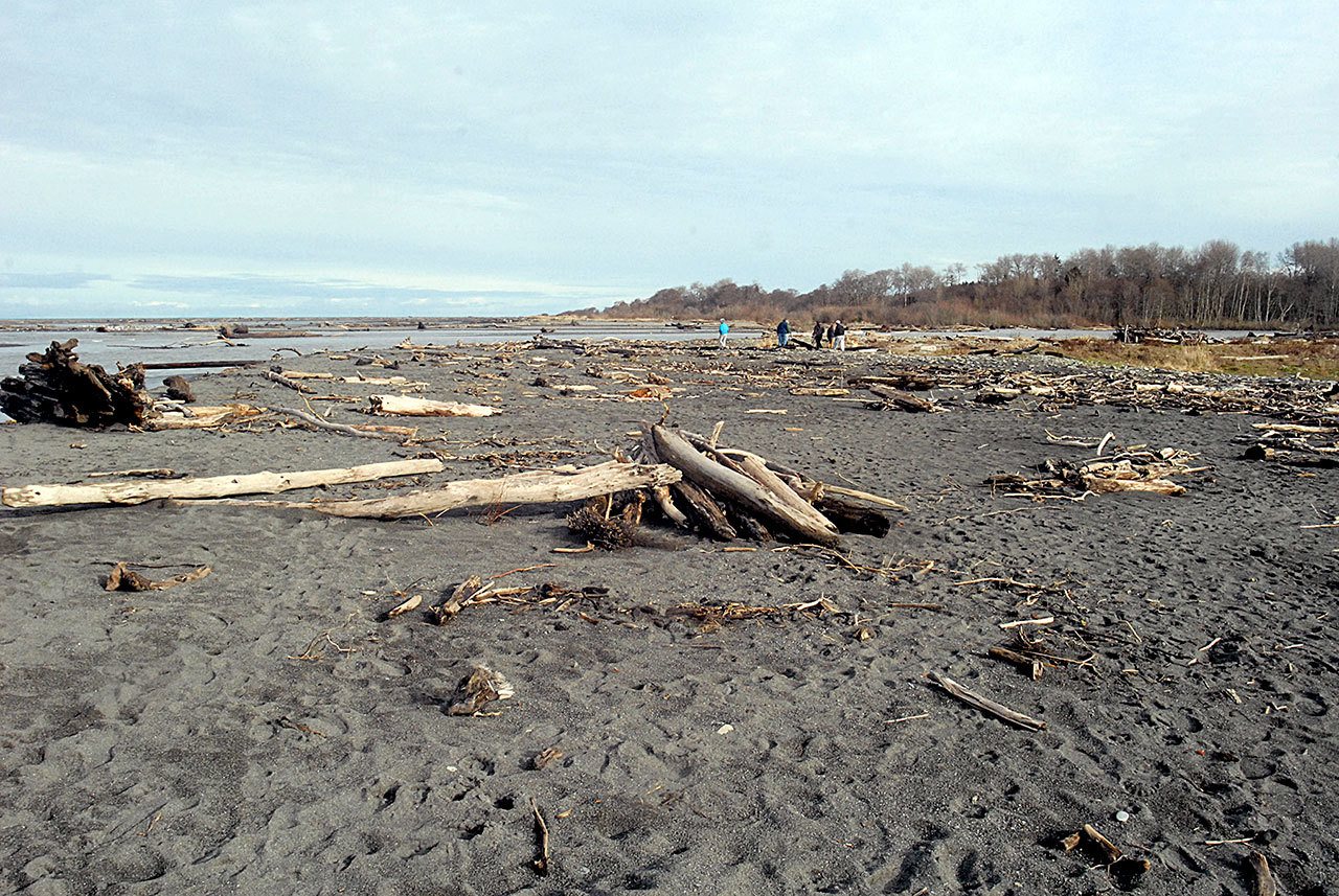 Logs and other woody debris lay scattered across newly formed beaches near the mouth of the Elwha River west of Port Angeles in February. (Keith Thorpe/Peninsula Daily News)