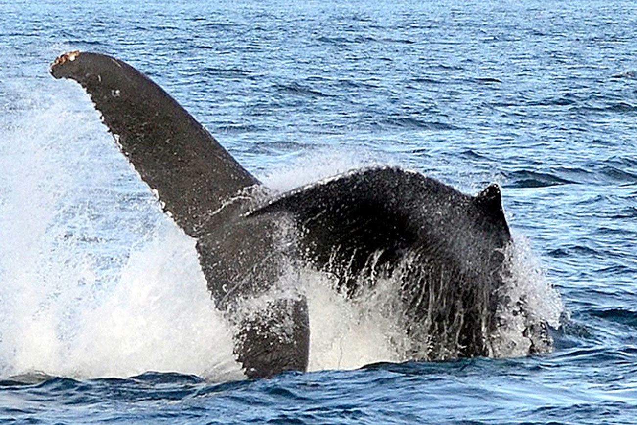 While humpback whales are on rebound, some that visit Washington are still struggling