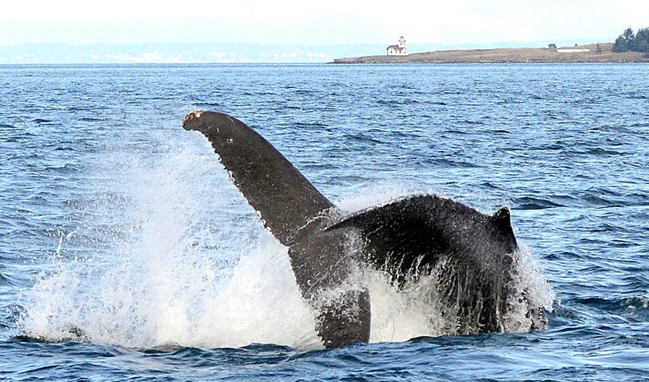 While humpback whales are on rebound, some that visit Washington are still struggling