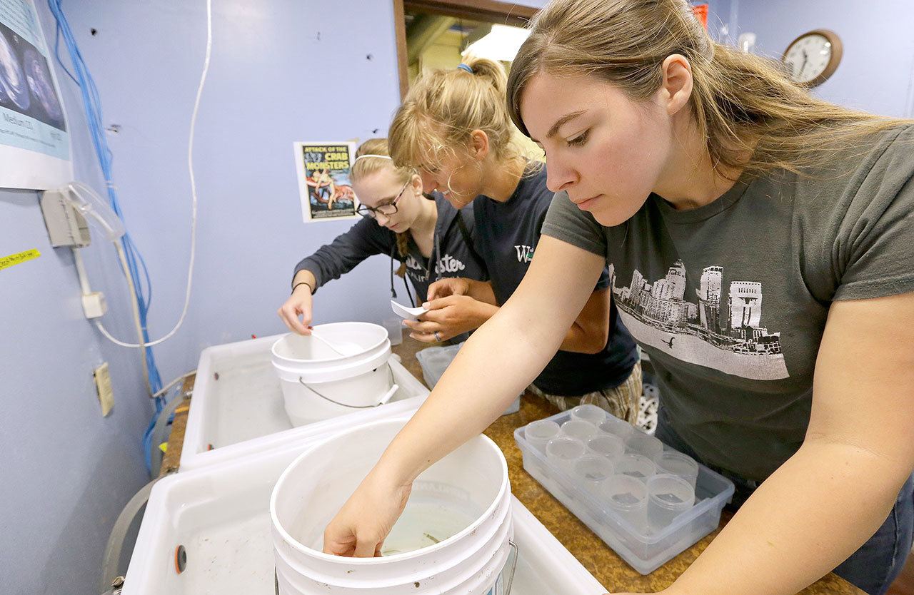 Danielle Perez, right, Taylor Schmuki and Grace Morris, all working with NOAA’s Northwest Fisheries Science Center, carefully scoop out tiny Dungeness crab larvae that were caught in marine traps set out the day before for testing in Mukilteo, Wash., on July 26. Scientists are exposing tiny Dungeness crab larvae to acidic seawater in lab experiments to understand how ocean acidification might affect one of the West Coast’s most lucrative fisheries. (AP Photo/Elaine Thompson)