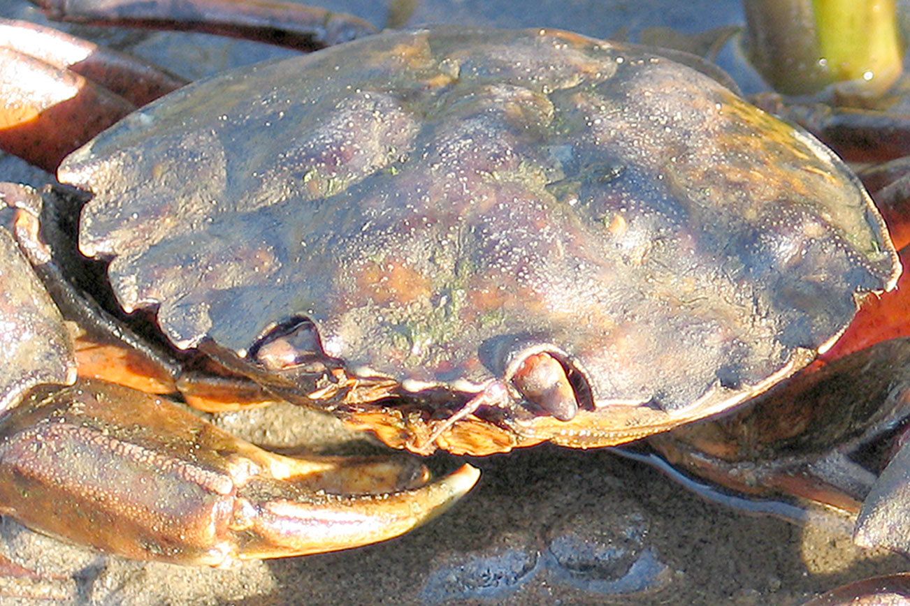 Invasive crab species discovered in Washington’s inland waters