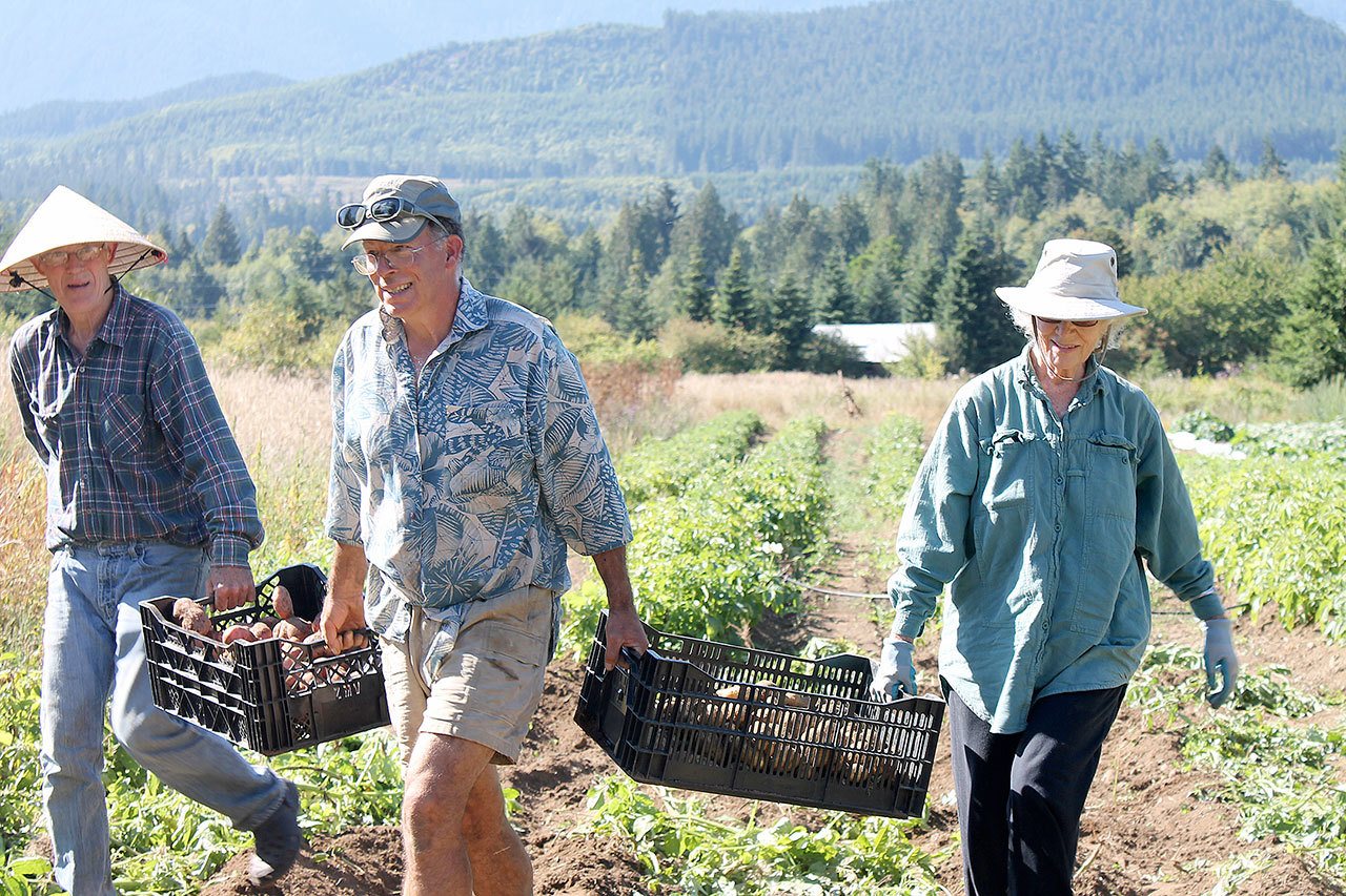 Doug Hendrickson carries freshly harvested potatoes with CSA members. (North Olympic Land Trust)