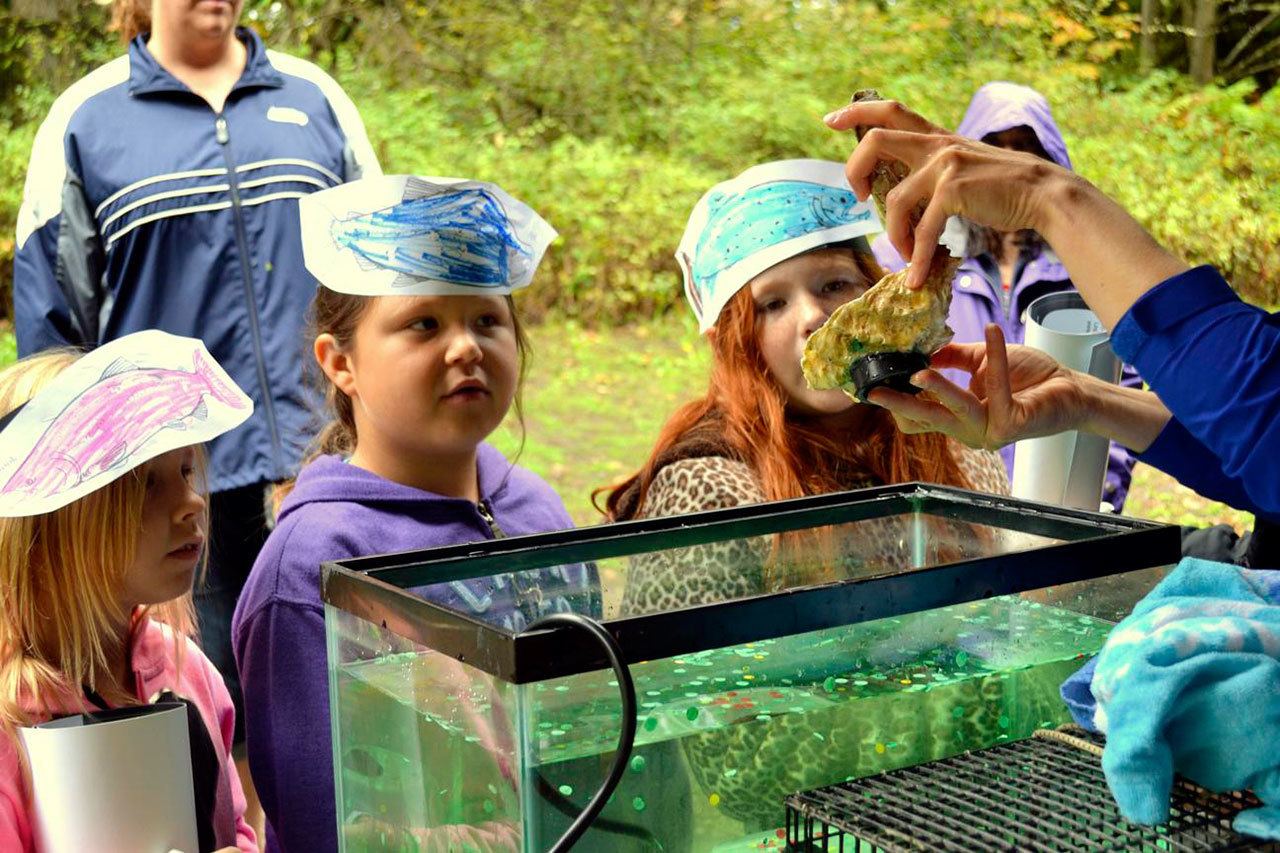 Greywolf Elementary students from left, Alexia Constant, Mariah Duran and Joanna Seelye, investigate how Oscar the oyster eats pollution at last year’s Dungeness River Festival. Sequim Gazette file photo by Matthew Nash