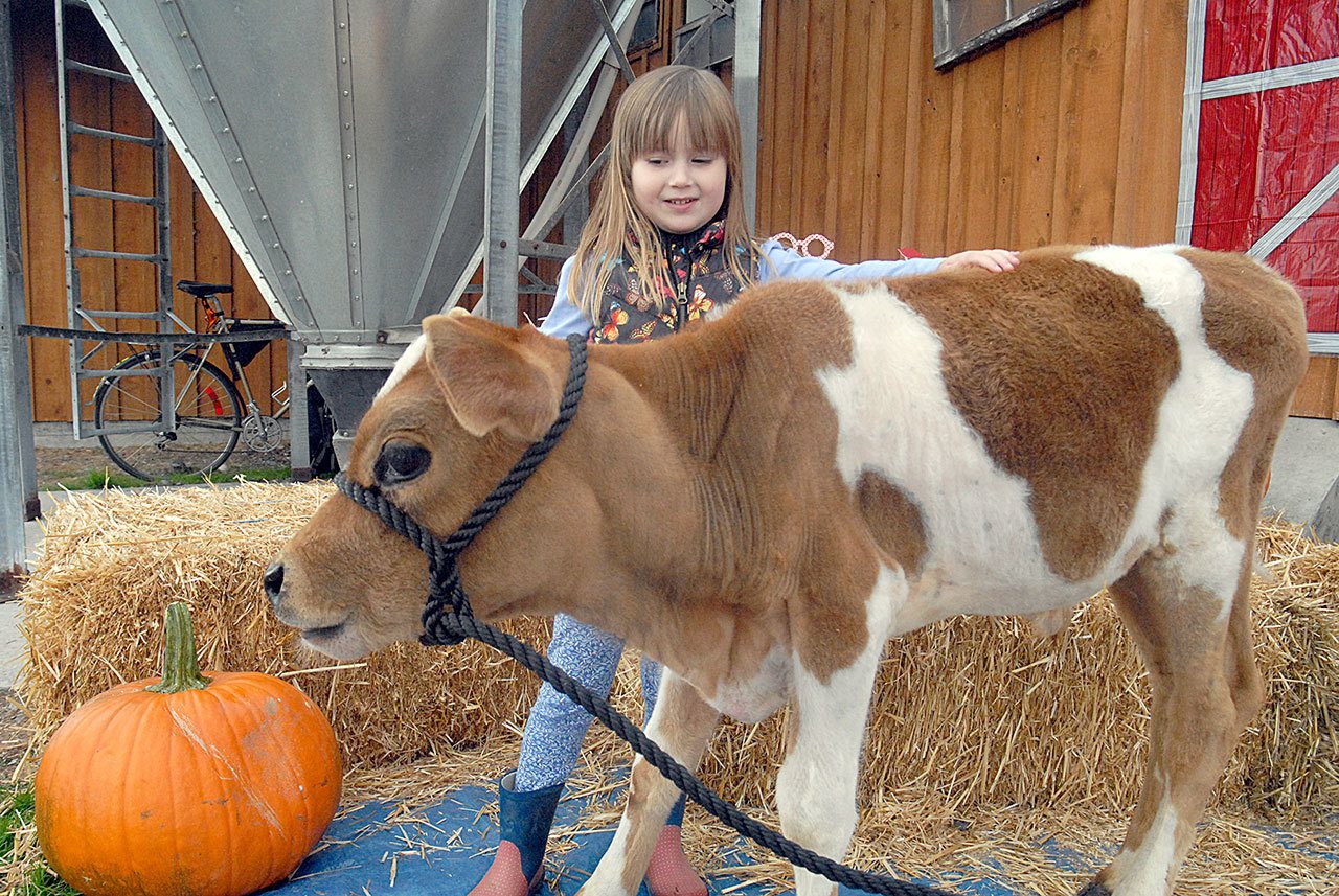 Five-year-old Lily Arrington of Carlsborg pets a 3-month-old Jersey bull calf at Dungeness Valley Creamery north of Sequim on Saturday. The creamery was one of seven farms and businesses taking part on the 20th annual Clallam County Farm Tour, a celebration of the agricultural heritage of the Dungeness Valley. (Keith Thorpe/Peninsula Daily News)
