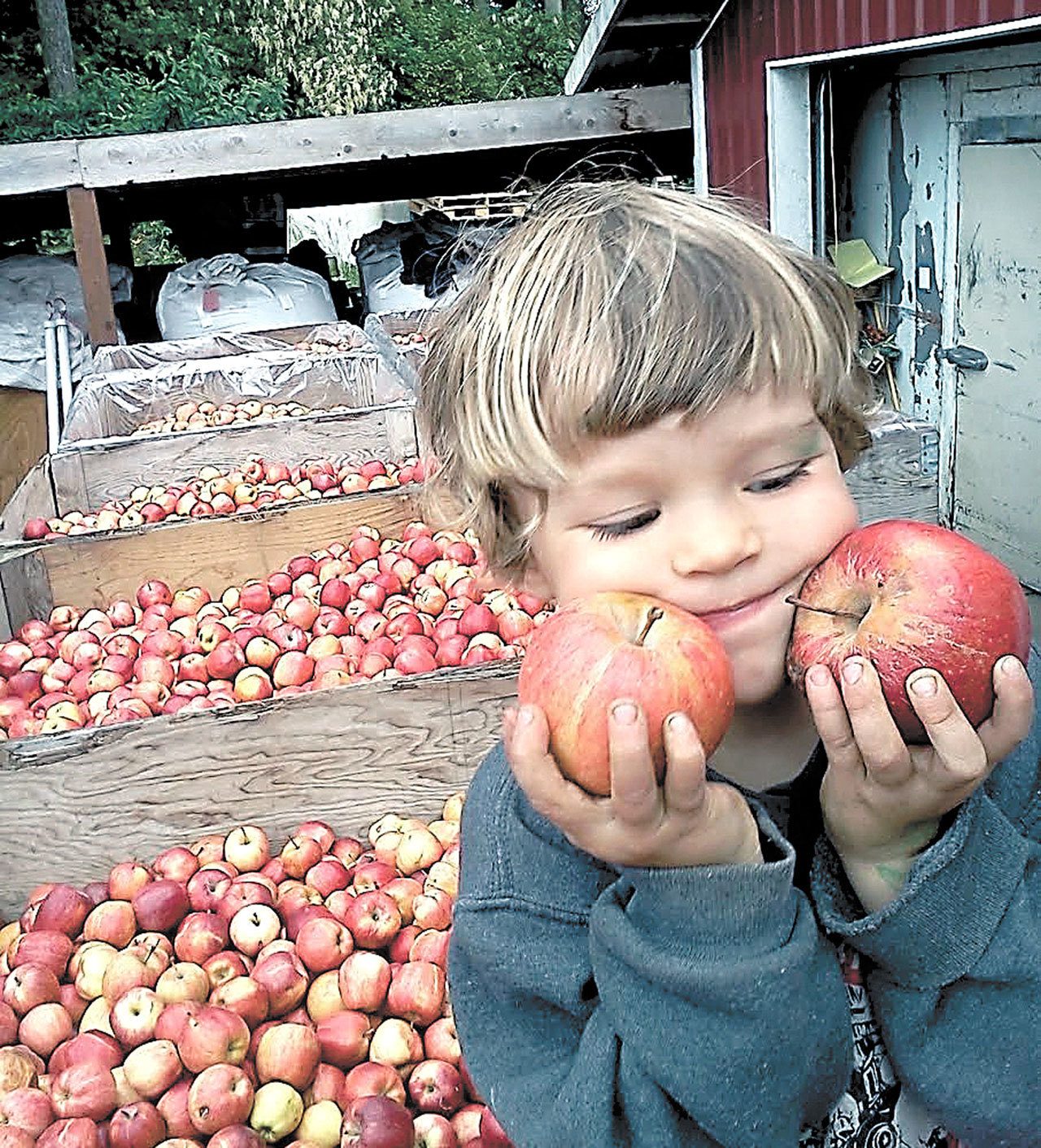 Coulter Kisler, then 4, admires apples from Finnriver Farm & Cidery on the first World Apple Day in Chimacum four years ago. Finnriver will celebrate the occasion again Sunday. (Finnriver Farm and Cidery)