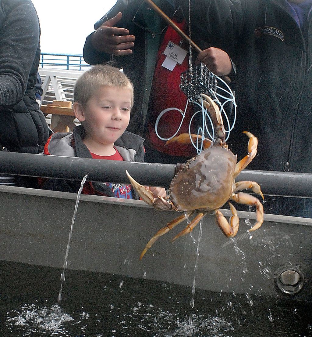10,000 pounds Visitors devour crab at Port Angeles festival