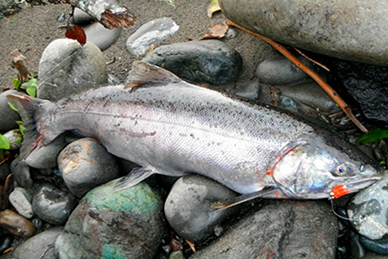 OUTDOORS: State confirms Dungeness River will open to hatchery coho retention Sunday