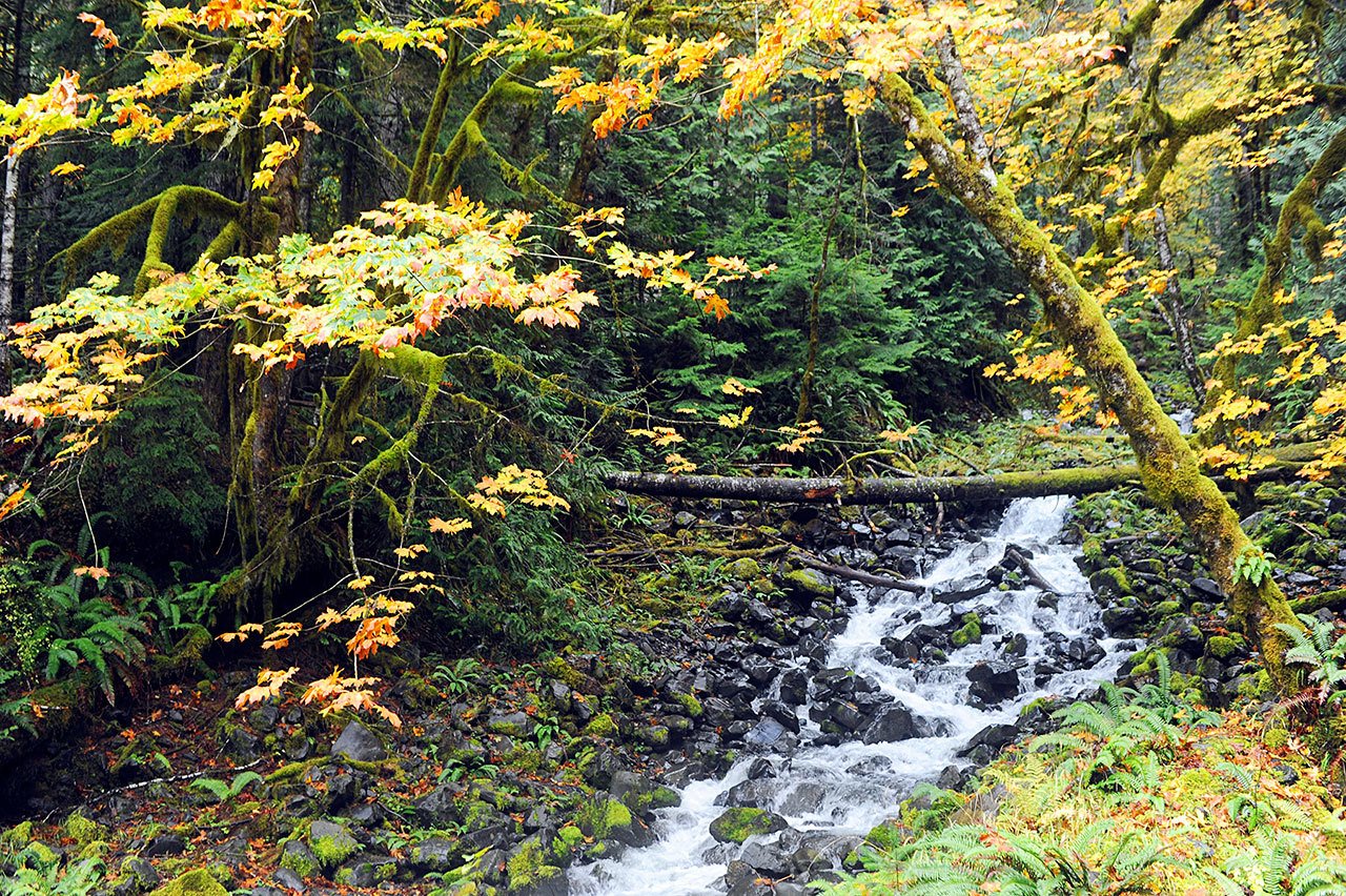 A small stream rushes past maple trees on its way to the waters of Lake Crescent as seen from U.S. Highway 101. (Lonnie Archibald/for Peninsula Daily News)