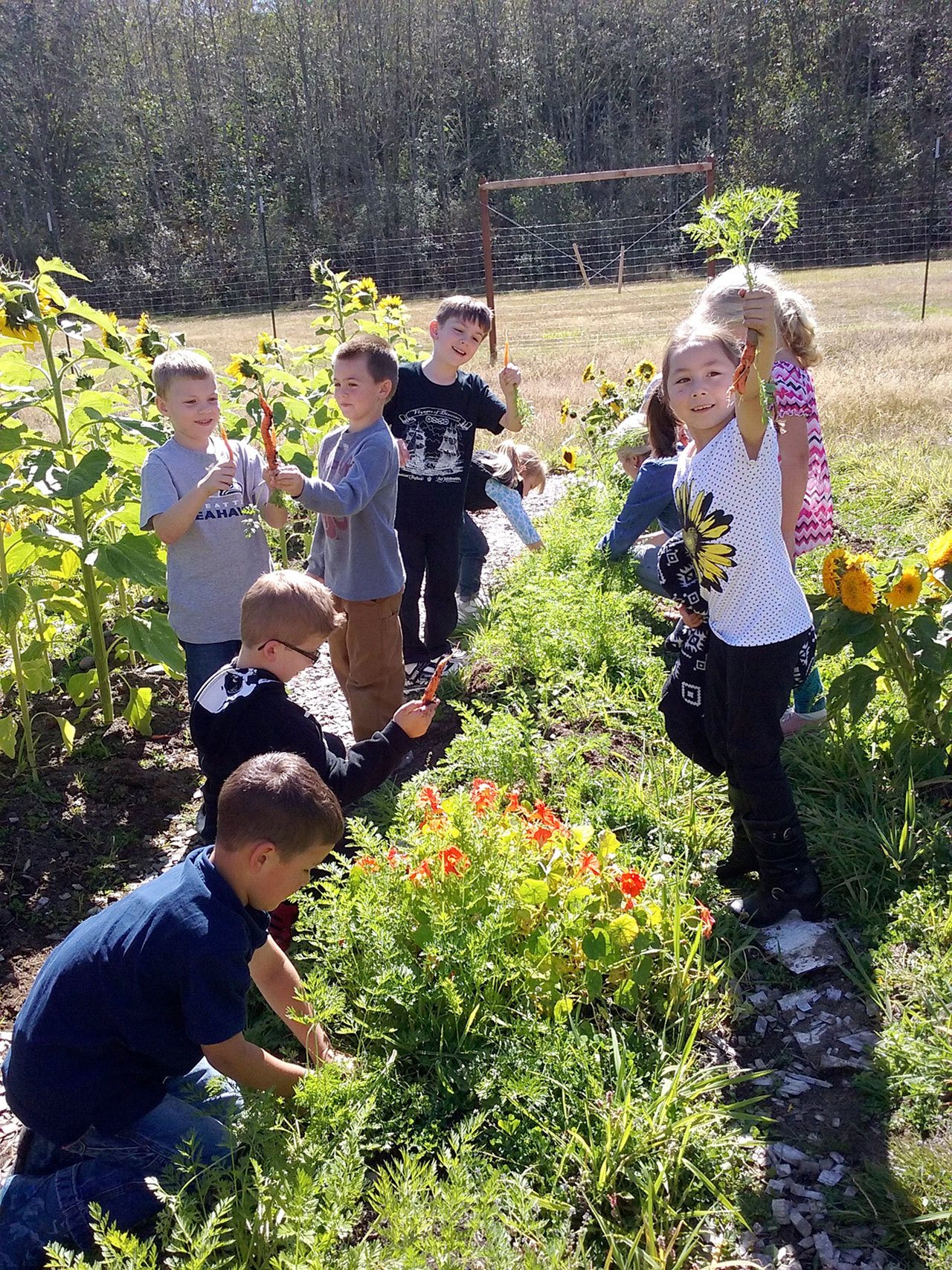First-graders pick carrots at Crescent School in Joyce. The school earned a $4,000 grant for its work on a garden. Blue Heron School in Port Townsend also received a grant.