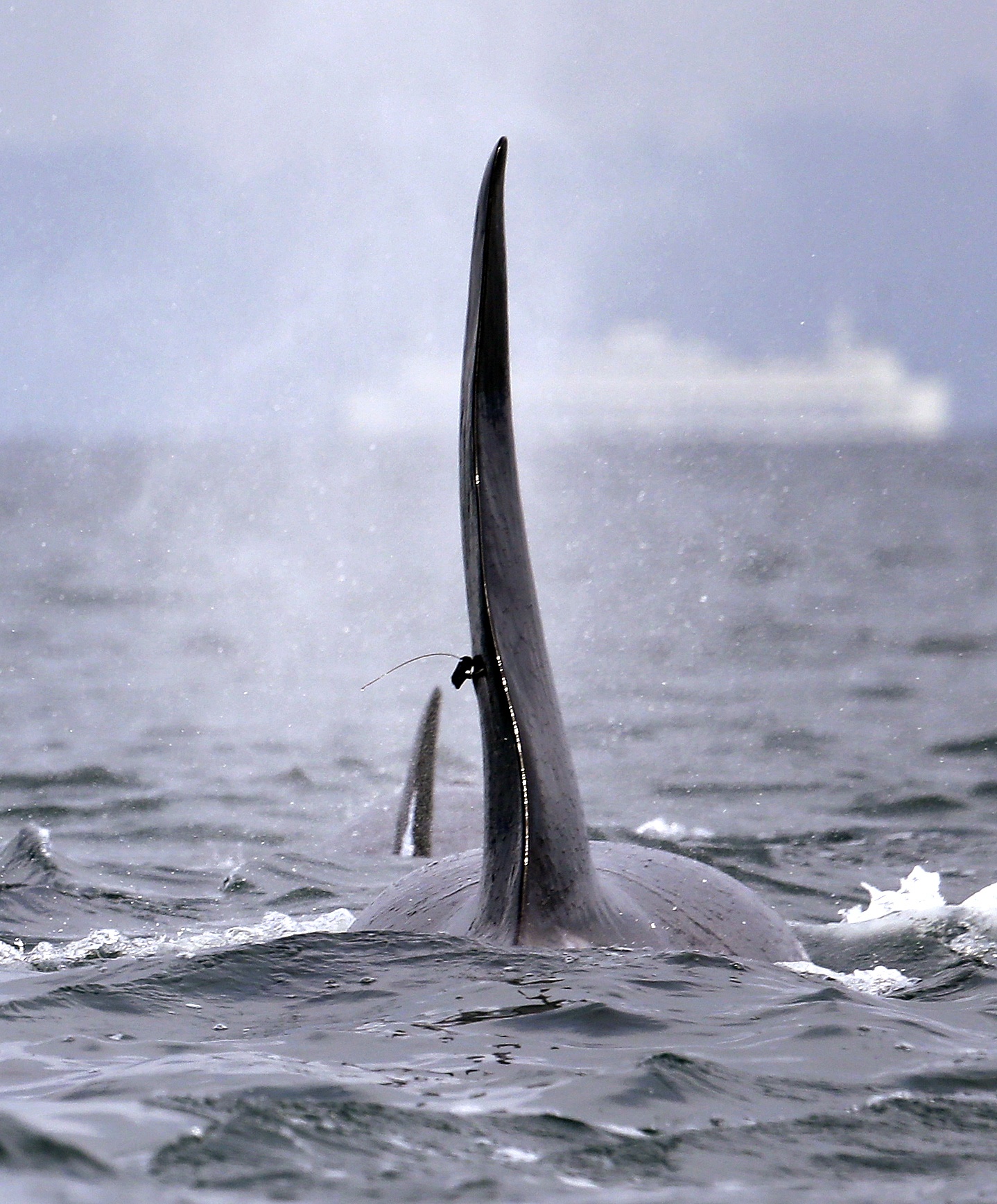 In this file photo taken Jan. 18, 2014, a satellite-linked transmitter is visible on the dorsal fin of L87, an orca from the southern resident group of killer whales, while swimming in Puget Sound west of Seattle. (Elaine Thompson/The Associated Press)