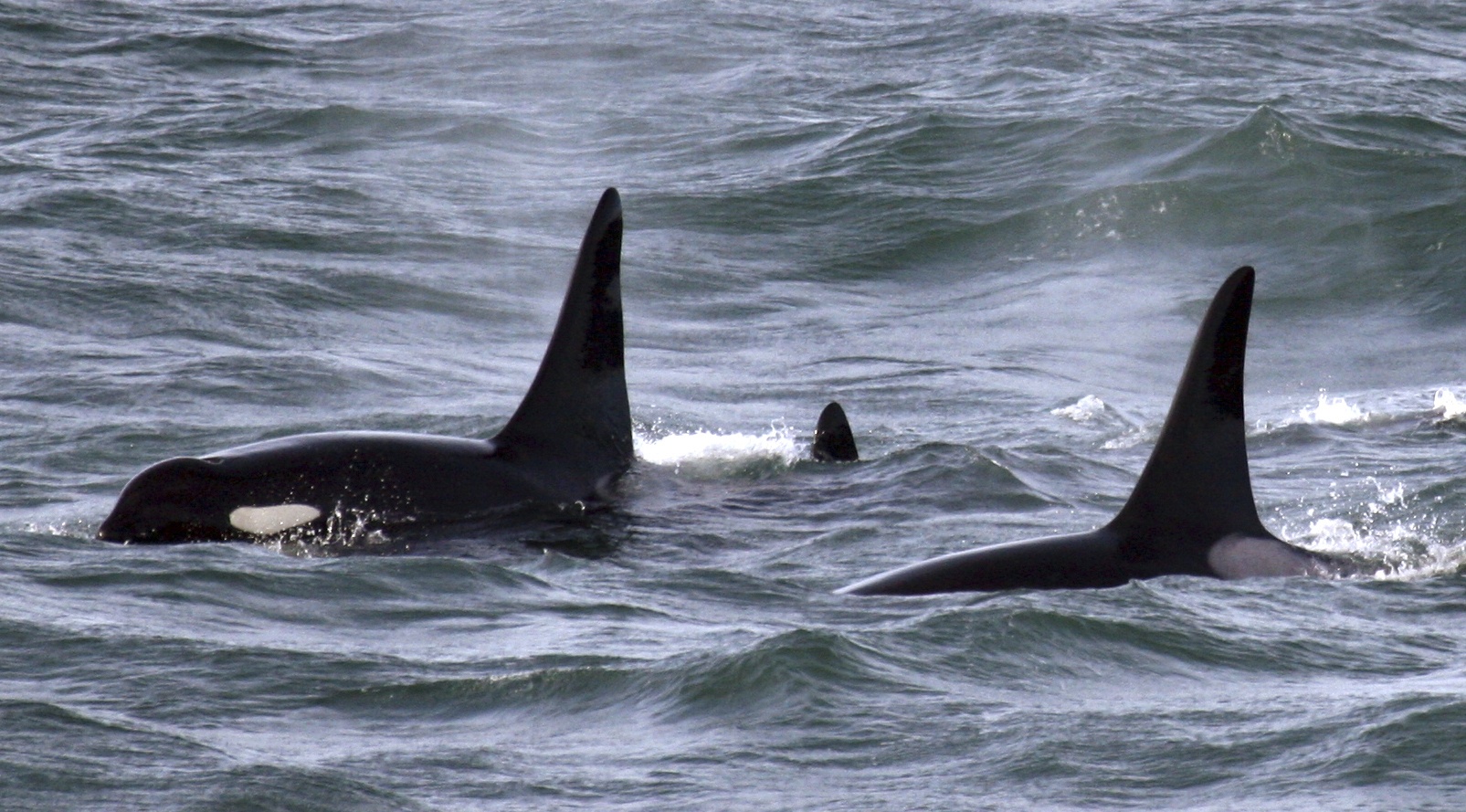 In this Feb. 27, 2016, file photo provided by NOAA Northwest Fisheries Science Center, an orca whale known as L95, right, swims with other whales from the L and K pods in the Pacific Ocean near the mouth of the Columbia River near Ilwaco days after being fitted with a satellite tag. (NOAA Northwest Fisheries Science Center via AP)