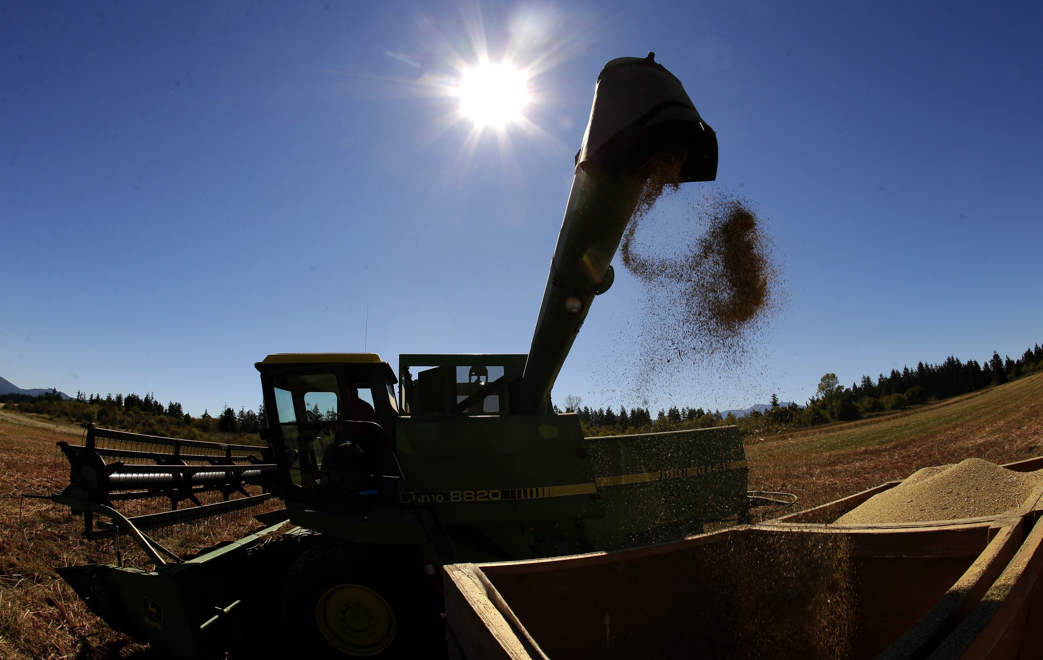 Ted S. Warren (2)/The Associated Press                                Farmer Sam McCullough uses his combine to harvest quinoa near Sequim. Quinoa, a trendy South American grain, barely has a foothold in American agriculture, but a handful of farmers and university researchers are working toward changing that.