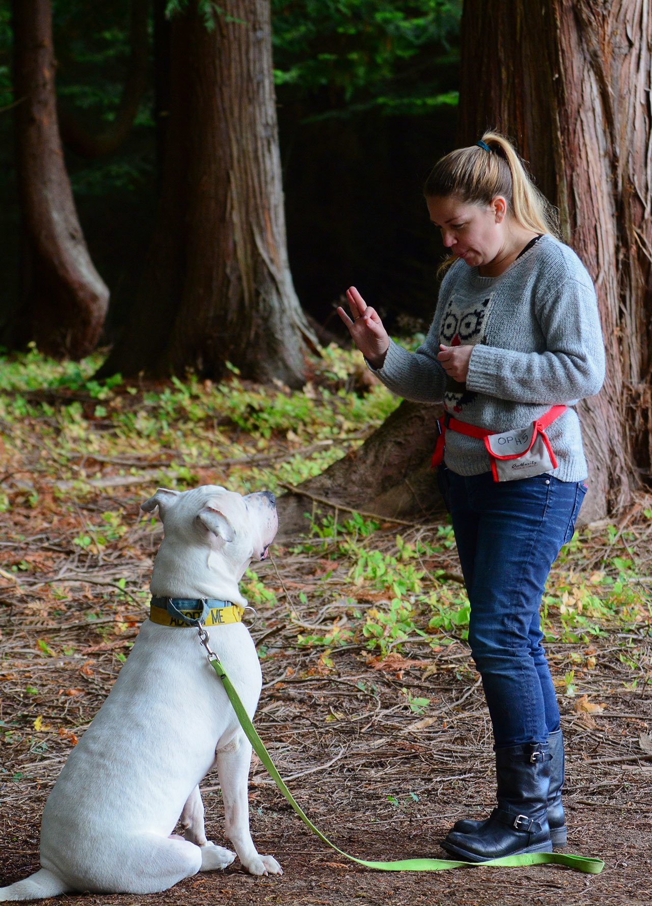 Ann Jorgensen, an animal behaviorist with Olympic Peninsula Humane Society, gives Otolith, a deaf Dogo Argentino, an “OK” sign with her hand to give him praise. (Jesse Major/Peninsula Daily News)