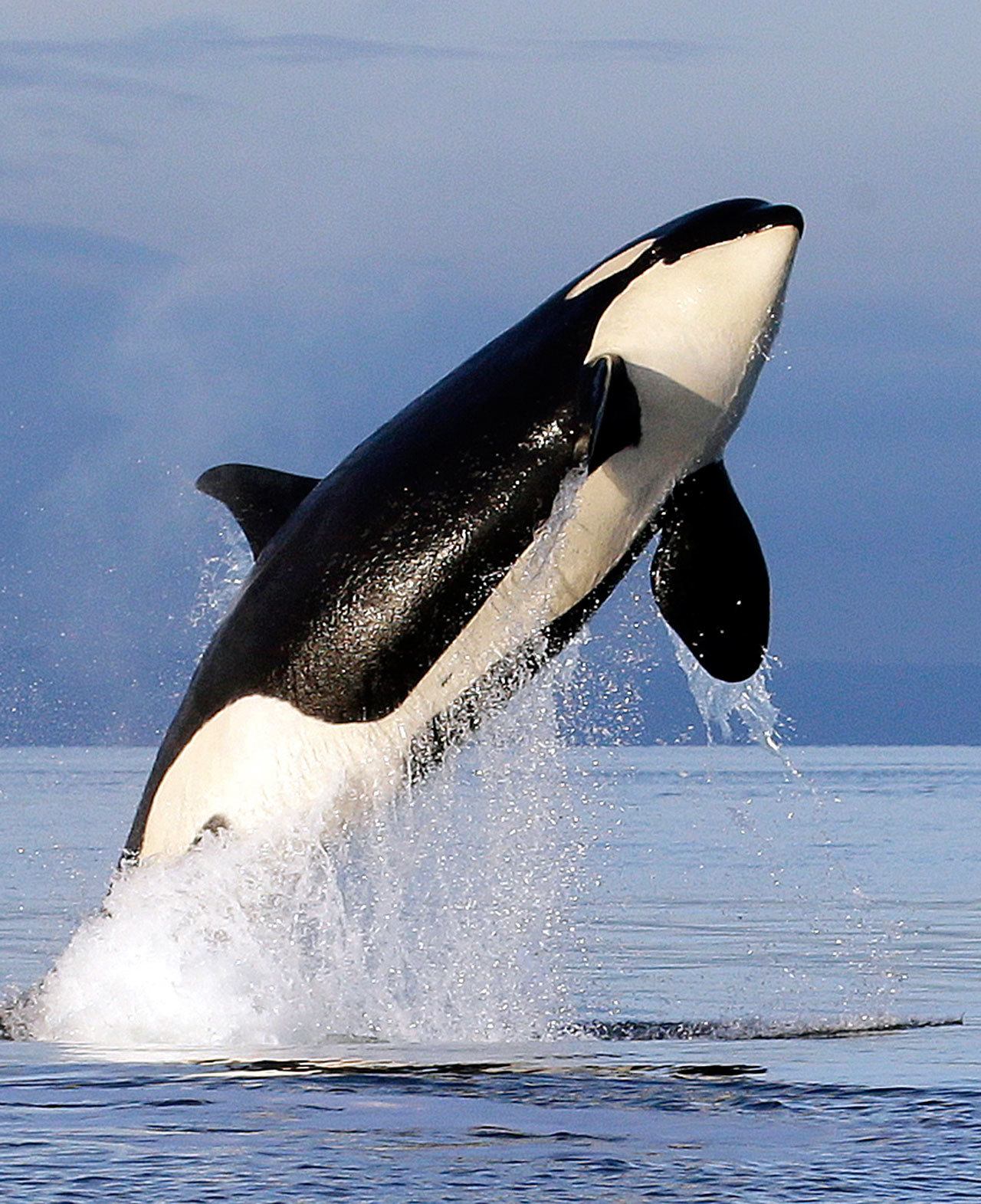A female orca leaps from the water while breaching in Puget Sound west of Seattle, as seen from a federal research vessel that has been tracking the whale, in January 2014. (Elaine Thompson/The Associated Press)