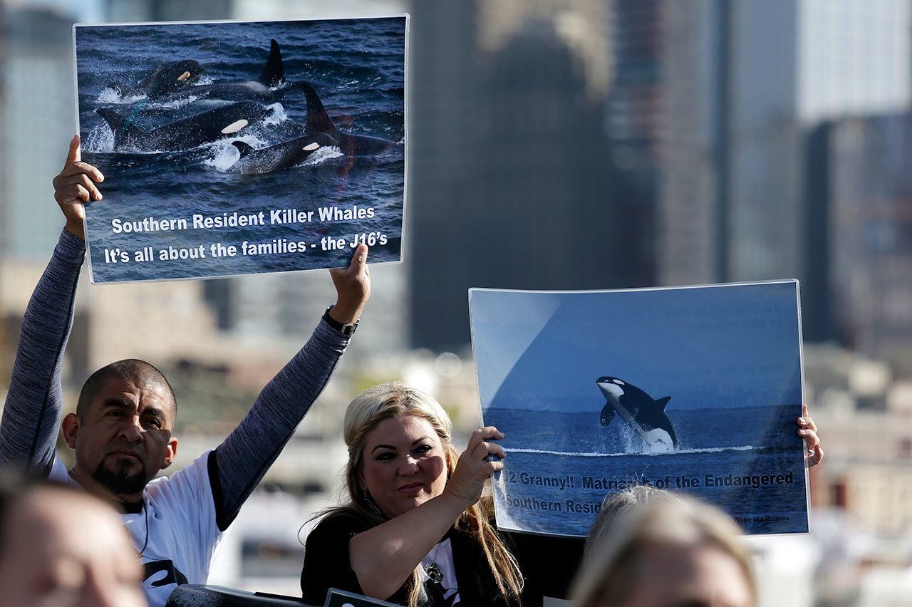Activists hold signs supporting orca whales at the back of a news conference Friday in Seattle about the declining population of endangered orcas that frequent Washington state waters. (Elaine Thompson/The Associated Press)
