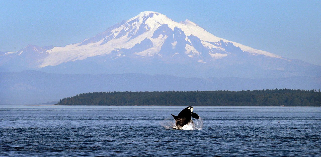 An orca whale breaches in view of Mount Baker, some 60 miles distant, in the Salish Sea in the San Juan Islands, in July 2015. (Elaine Thompson/The Associated Press)