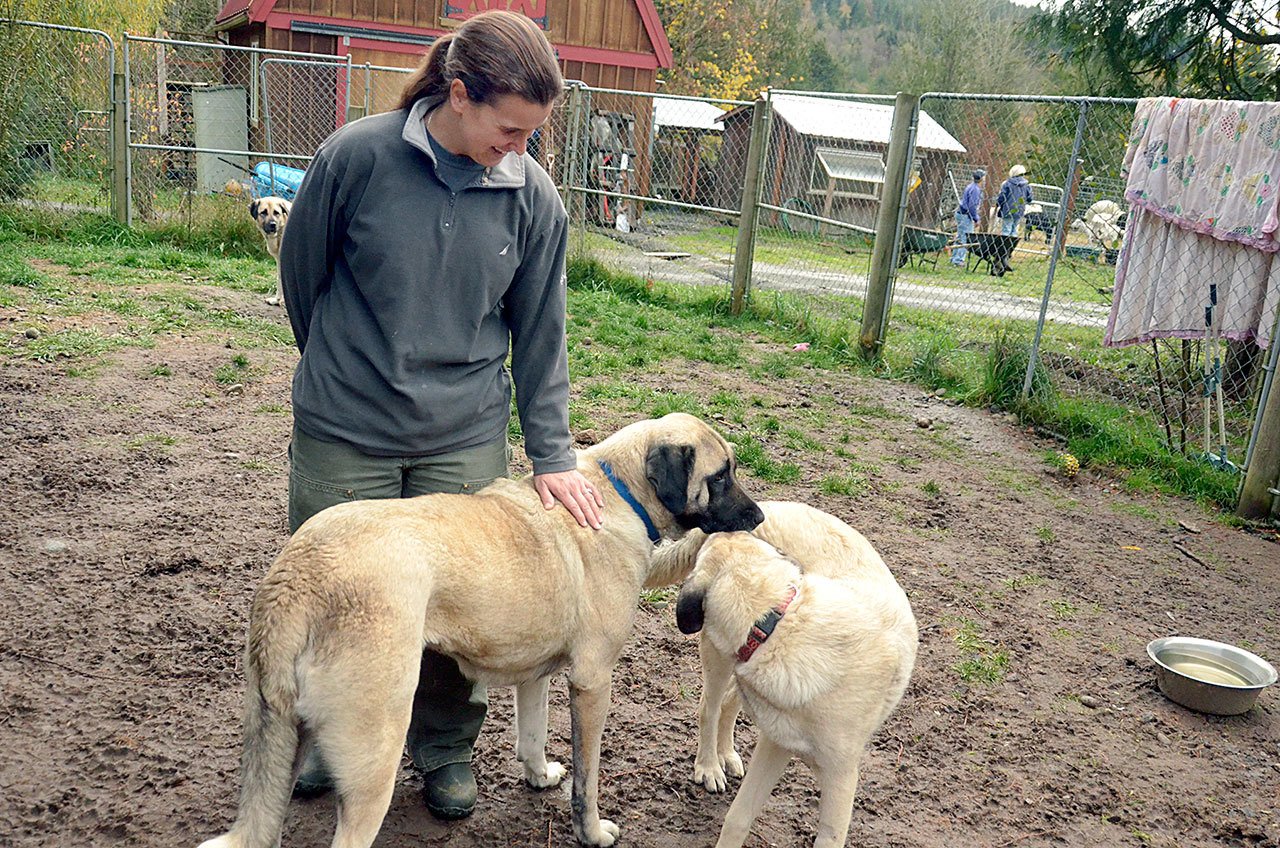 Center Valley Animal Rescue Director Sara Penhallegon visits some of the older rescued Anatolian shepherds that are now up for adoption. (Cydney McFarland/Peninsula Daily News)