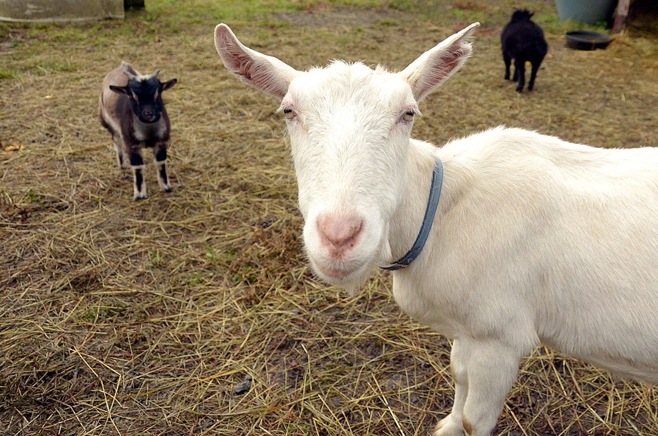 Goats rescued from Gardiner in June have made a full recovery and are looking for a good home. (Cydney McFarland/Peninsula Daily News)