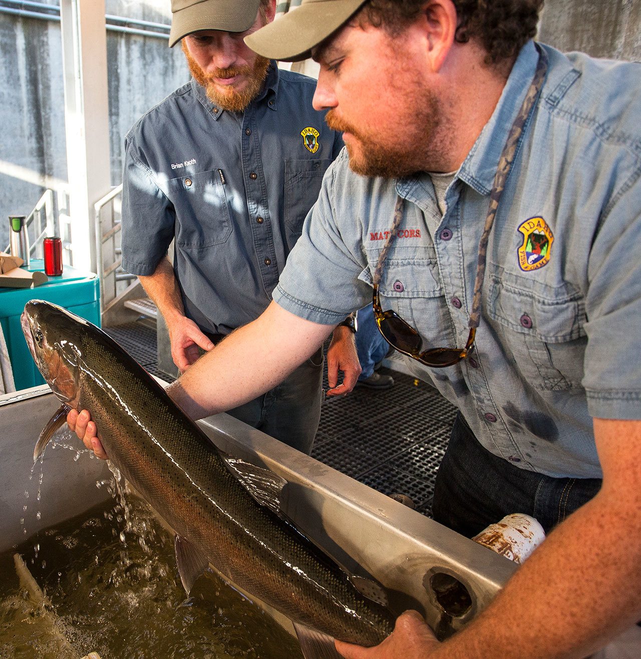 Matt Corsi, right, and Brian Knoth, left, both fisheries biologists with the Idaho Department of Fish and Game, examine a steelhead lifted from the data recording tank in September 2014 at the Lower Granite Dam fish facility on the Snake River in Washington state. (Dean Hare/The Moscow-Pullman Daily News via AP)