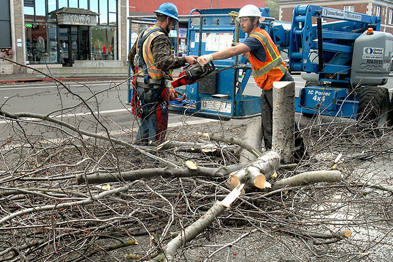 Downtown Port Angeles trees being removed to be replaced