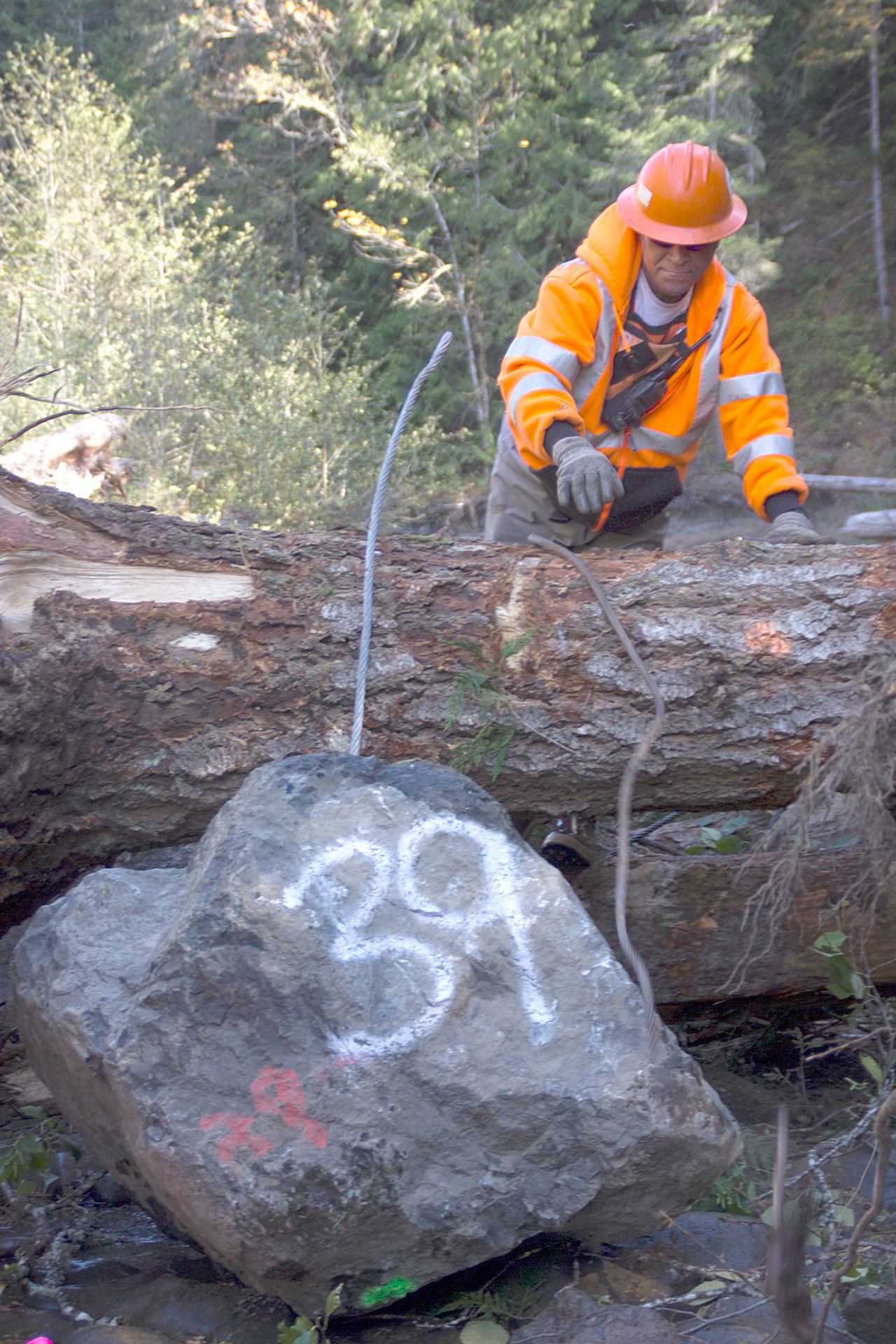 Jamestown S’Klallam Tribe biologists use rocks to anchor structures made out of logs with rootwads in the Gray Wolf River. (Tiffany Royal/Northwest Indian Fisheries Commission)