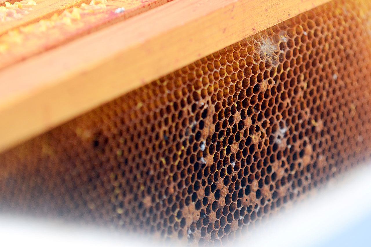 Twenty of Sequim Bee Farm’s hives were poisoned recently, killing more than 200,000 honey bees. (Jesse Major/Peninsula Daily News)