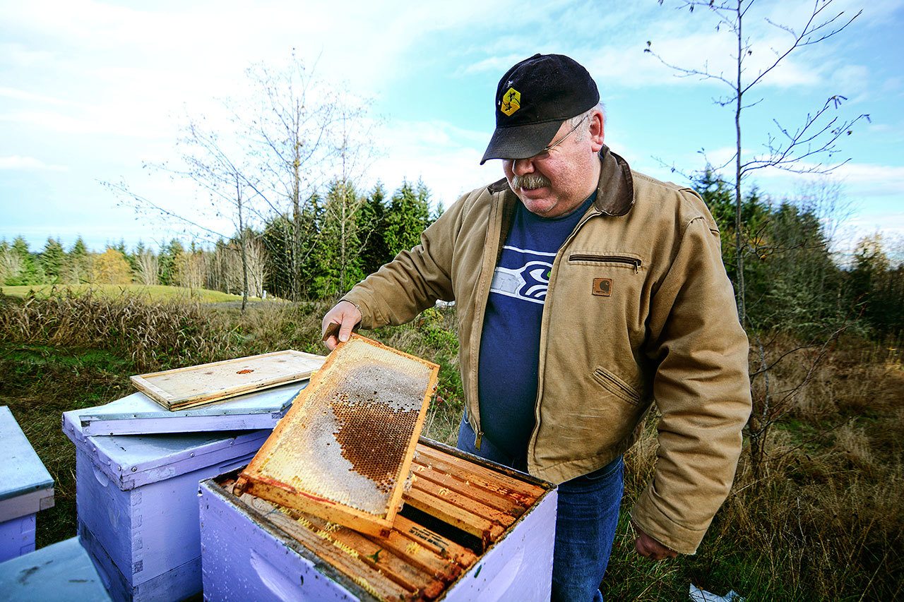Buddy Depew, co-owner of Sequim Bee Farm, goes through his hives after someone poisoned about 20 of his hives. (Jesse Major/Peninsula Daily News)