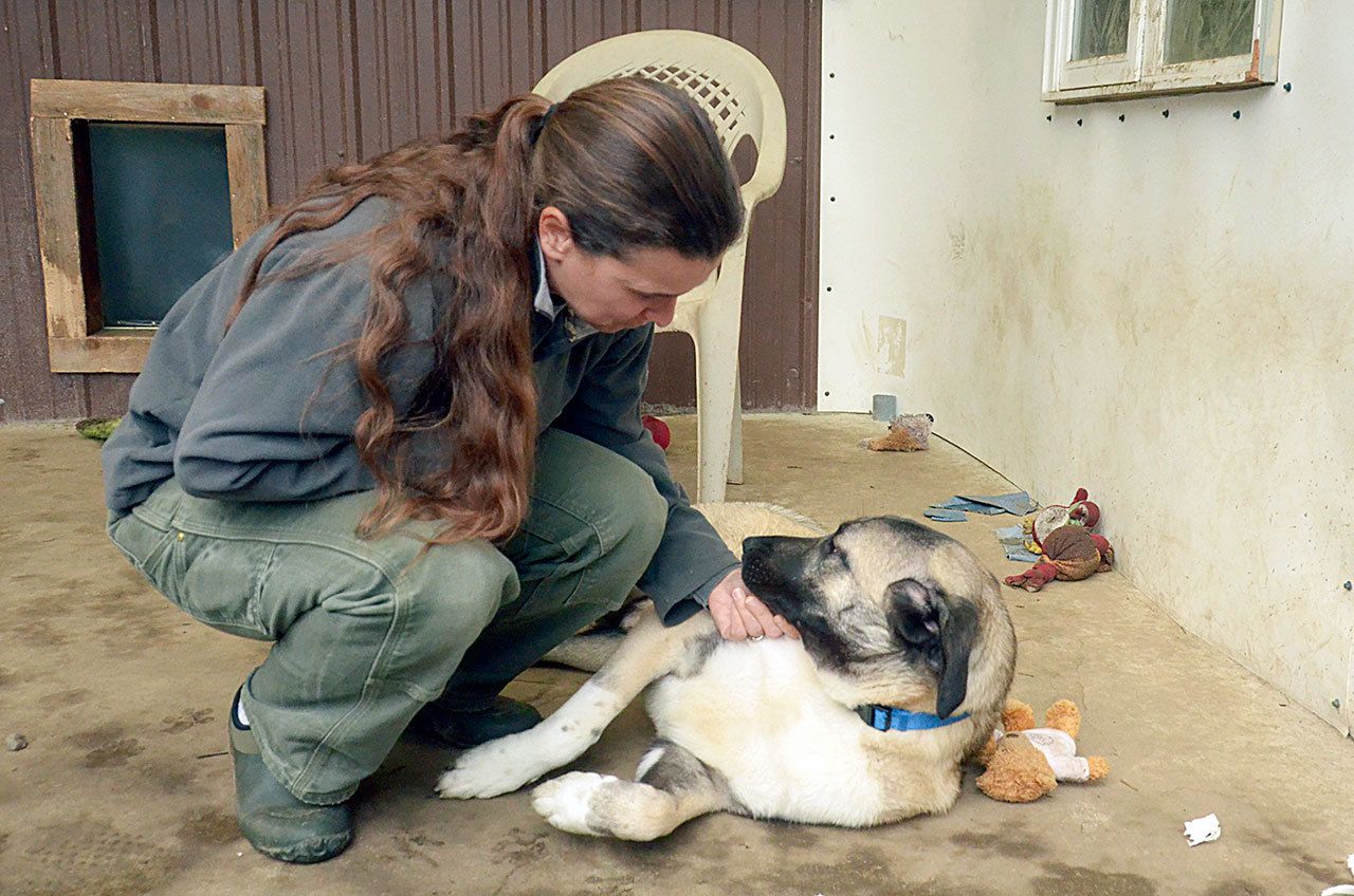 Sara Penhallegon, director of Center Valley Animal Rescue, pets one of the shelter’s adoptable Anatolian shepherds. (Cydney McFarland/Peninsula Daily News)