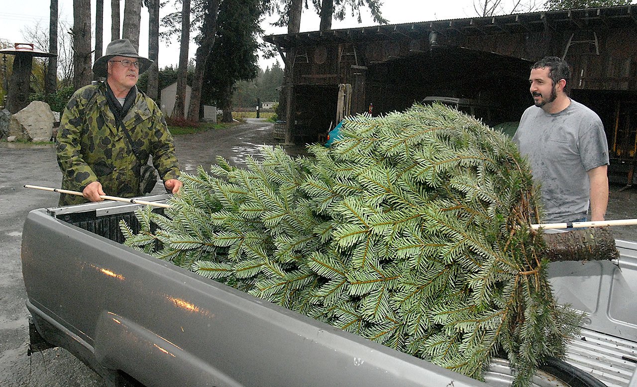 Lazy J Tree Farm owner Steve Johnson, left, measures a Nordmann fir tree cut by Mike Deese of Port Angeles on Saturday on the farm east of Port Angeles. (Keith Thorpe/Peninsula Daily News)
