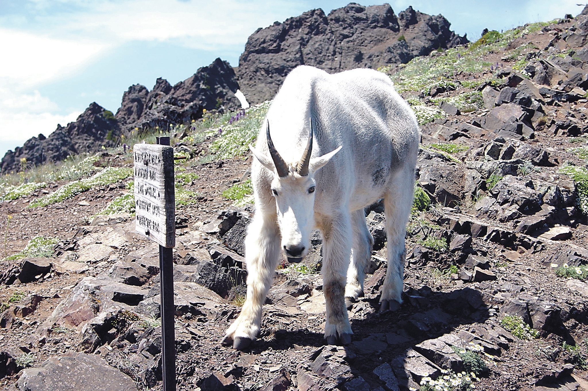 Peninsula Daily News                                A survey of the Olympic Mountain range revealed the mountain goat population has doubled in the past 10 years to an estimated 620 animals.